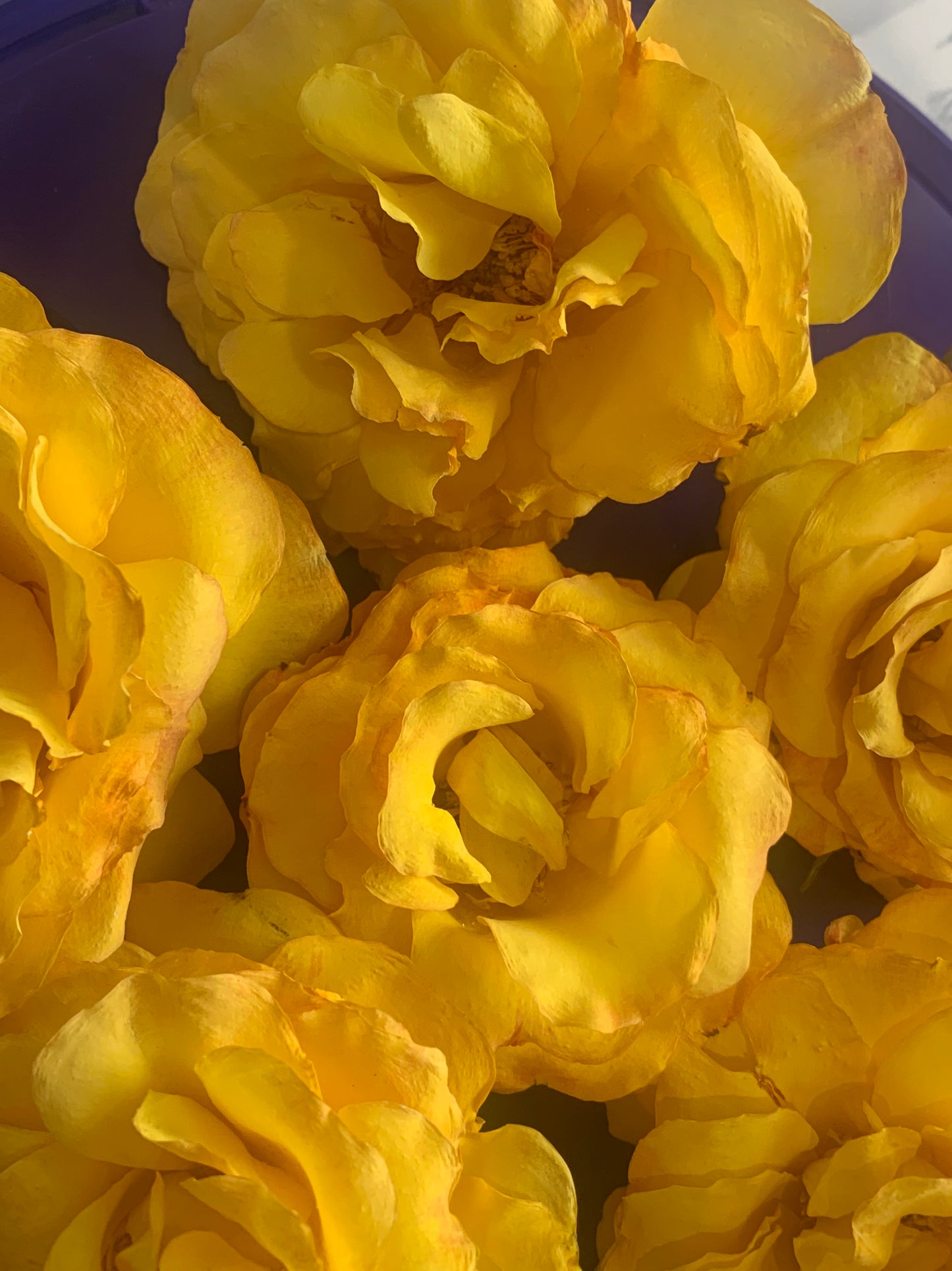 Enchanting Roses - 6 Real Dried Old English Roses - Arthur Bell
