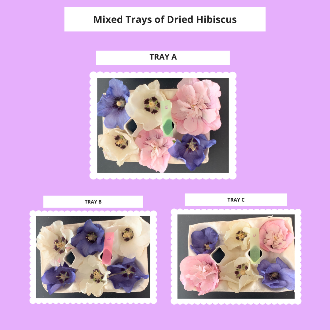 Hibiscus - 6 Real Dried Flowers, Natural Undyed Flowers