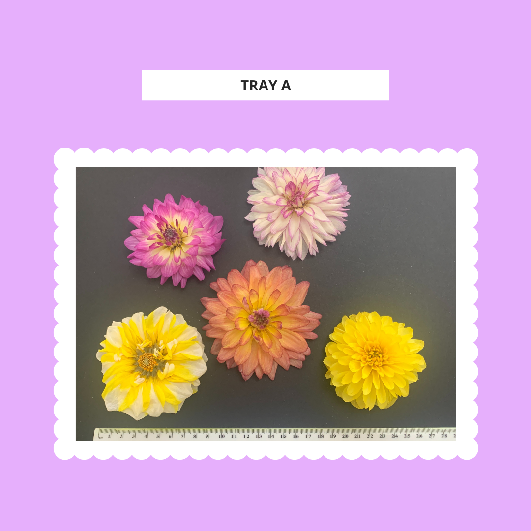 Dahlia, 4, 5 or 6 Real Dried Dahlia Flowers