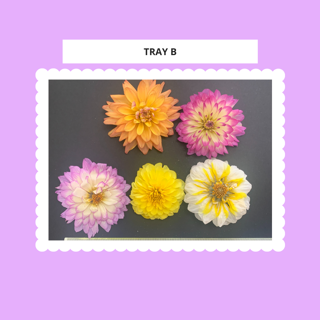 Dahlia, 4, 5 or 6 Real Dried Dahlia Flowers