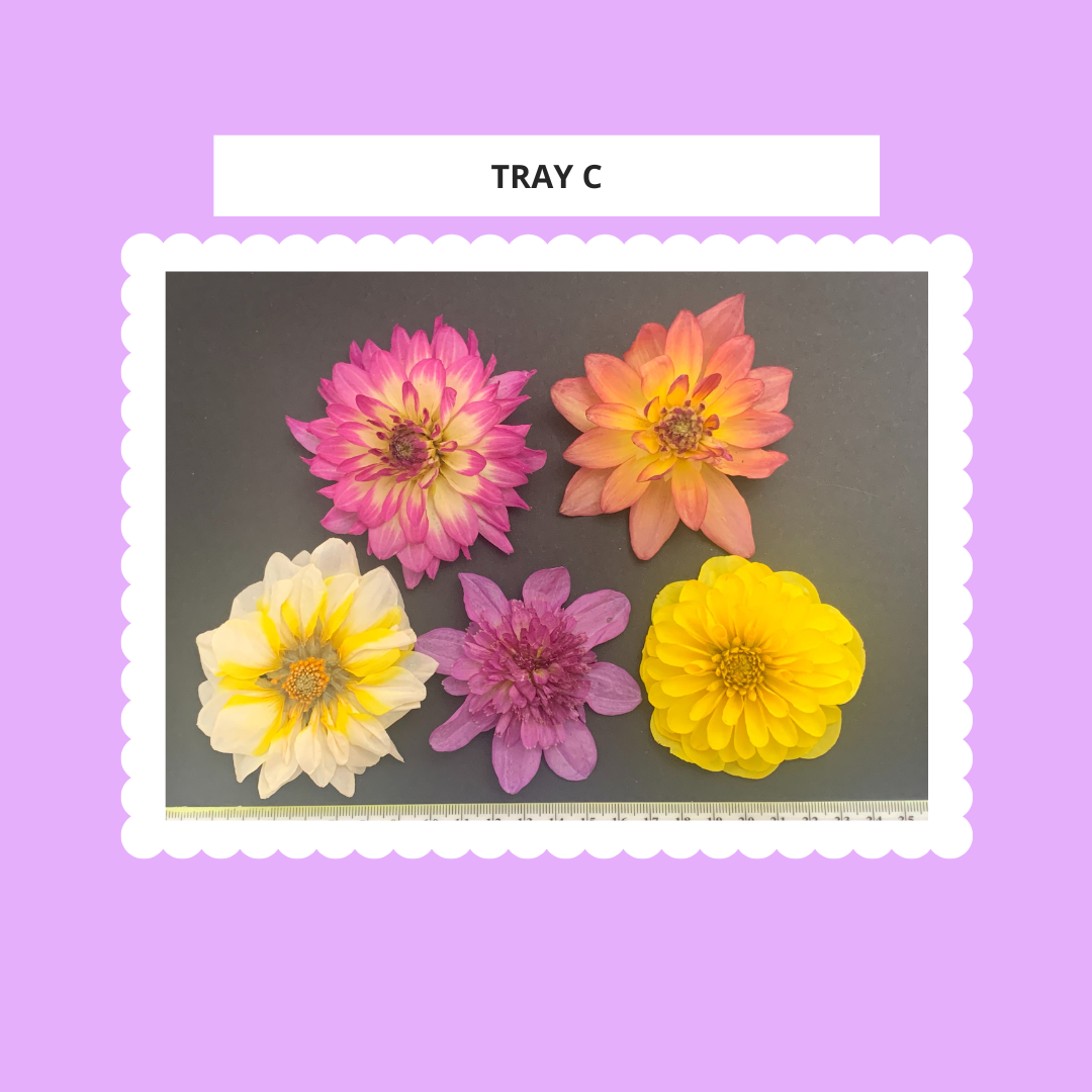 Dahlia, 4, 5 or 6 Real Dried Dahlia Flowers