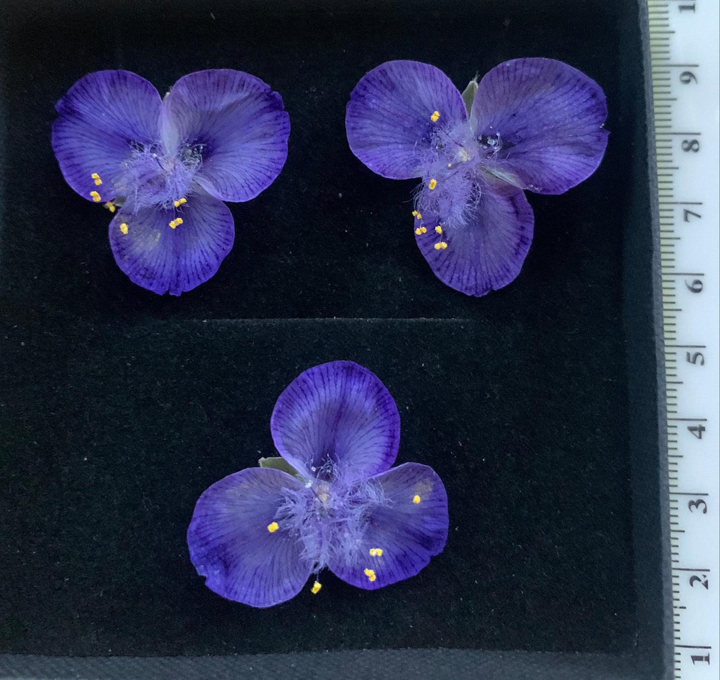 box of 3 dried Tradescantia with ruler for scale