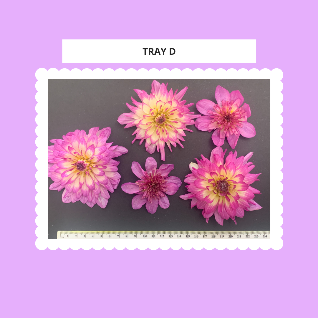 Dahlia, 4, 5 or 6 Real Dried Dahlia Flowers