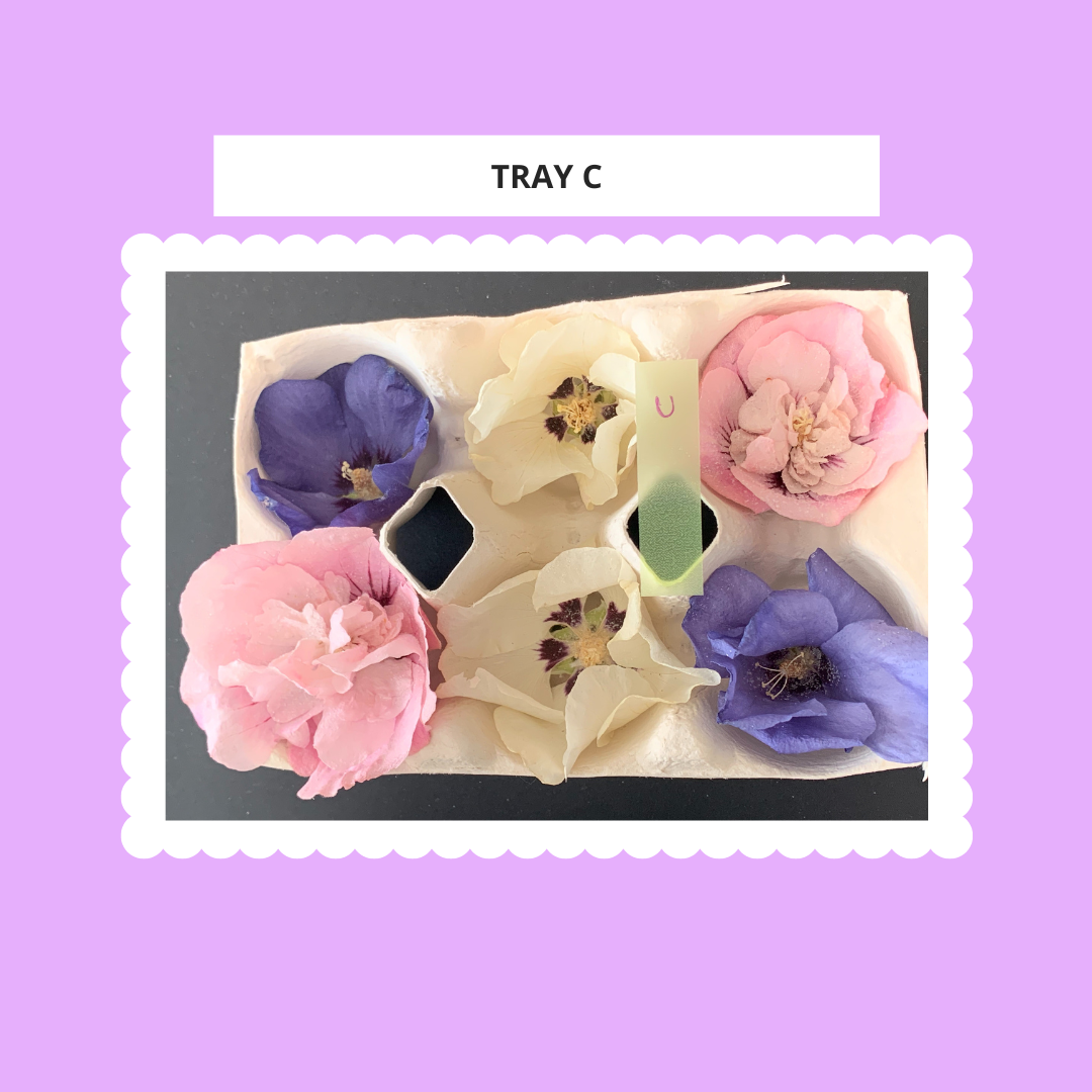 Hibiscus - 6 Real Dried Flowers, Natural Undyed Flowers