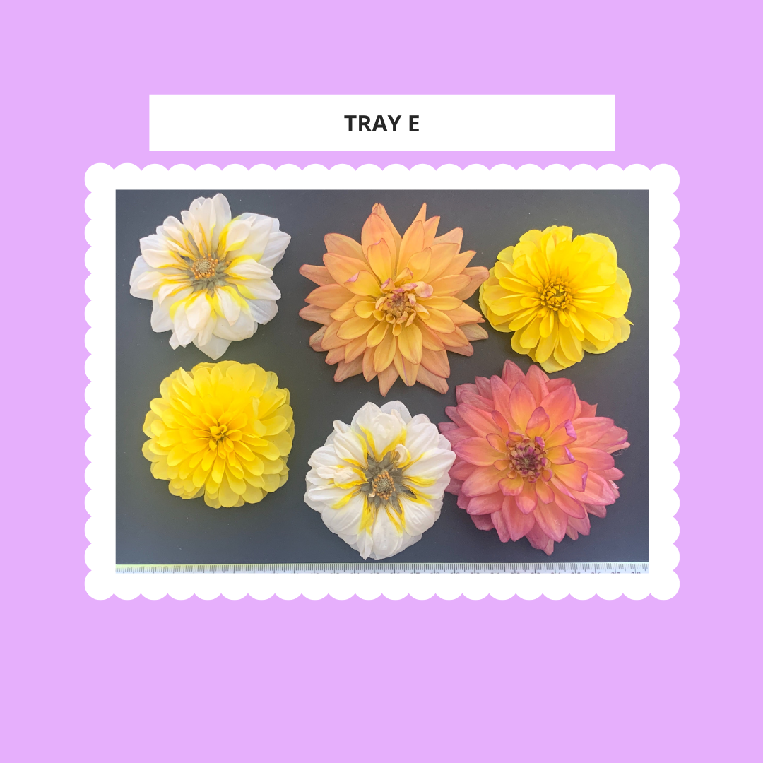 Dahlia, 4, 5 or 6 Real Dried Dahlia Flowers