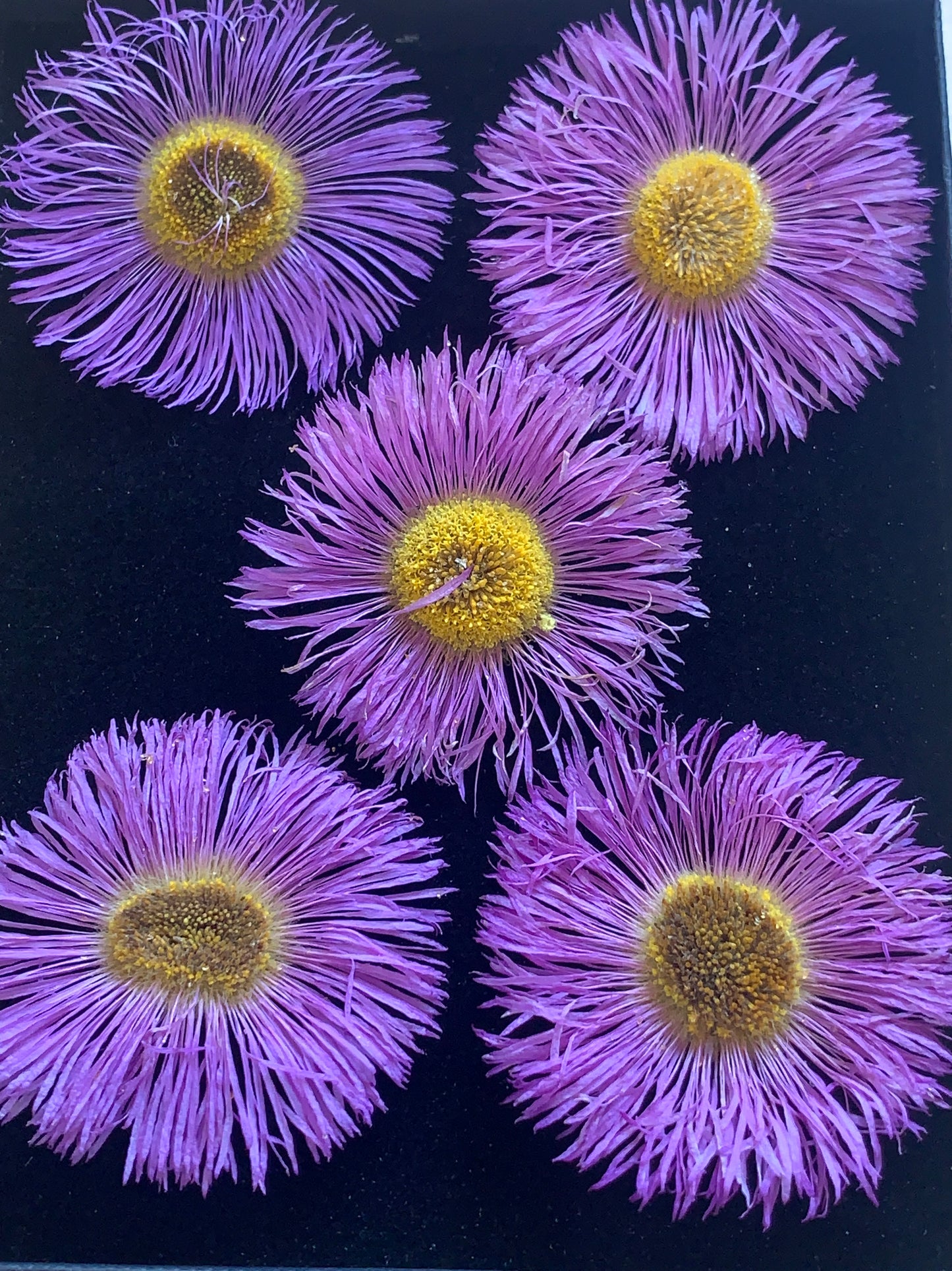 Box of 5 dried erigeron flowers