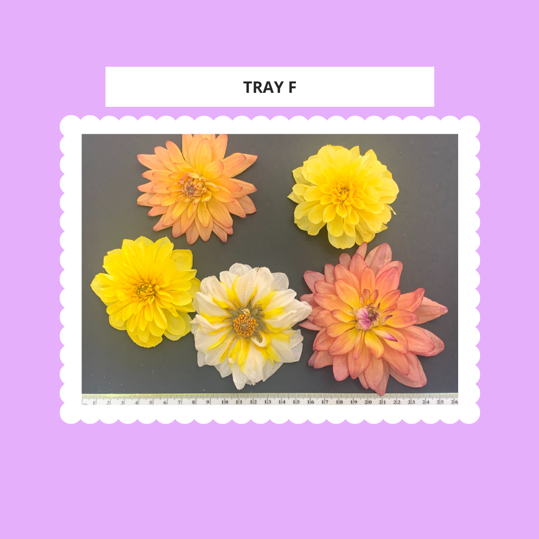Dahlia, 4, 5 or 6 Real Dried Dahlia Flowers