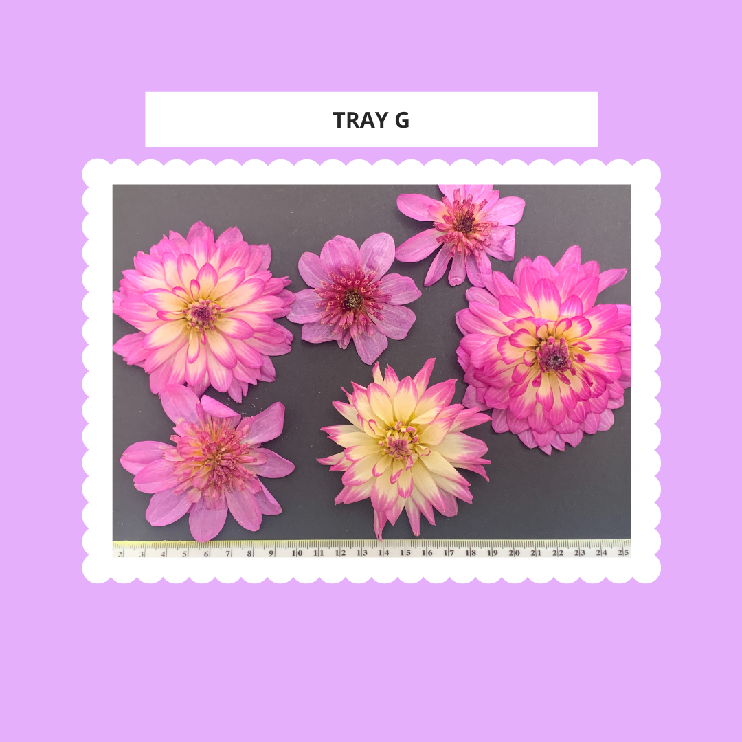 Dahlia, 4, 5 or 6 Real Dried Dahlia Flowers