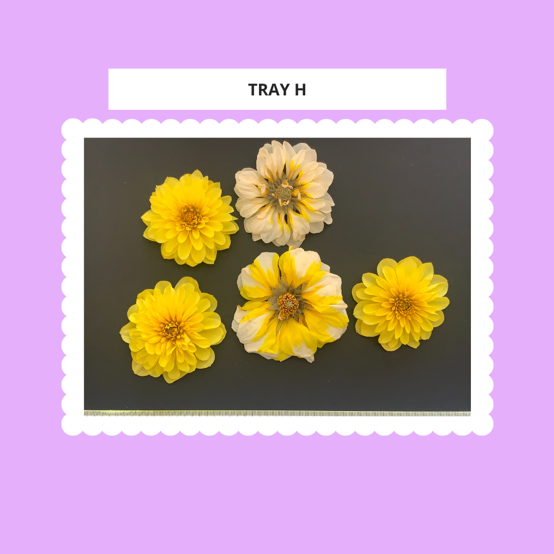 Dahlia, 4, 5 or 6 Real Dried Dahlia Flowers
