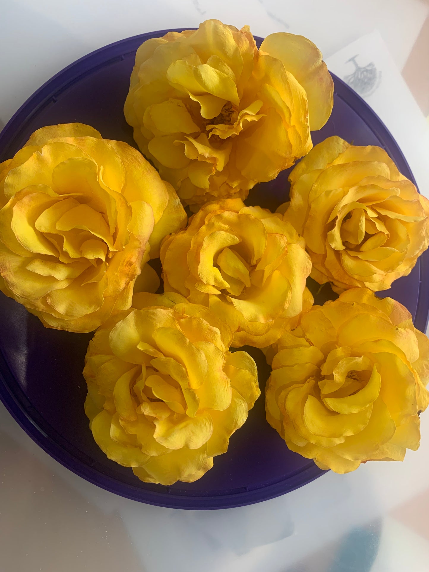 Enchanting Roses - 6 Real Dried Old English Roses - Arthur Bell