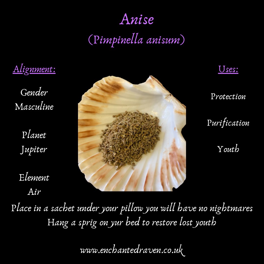 Aniseed