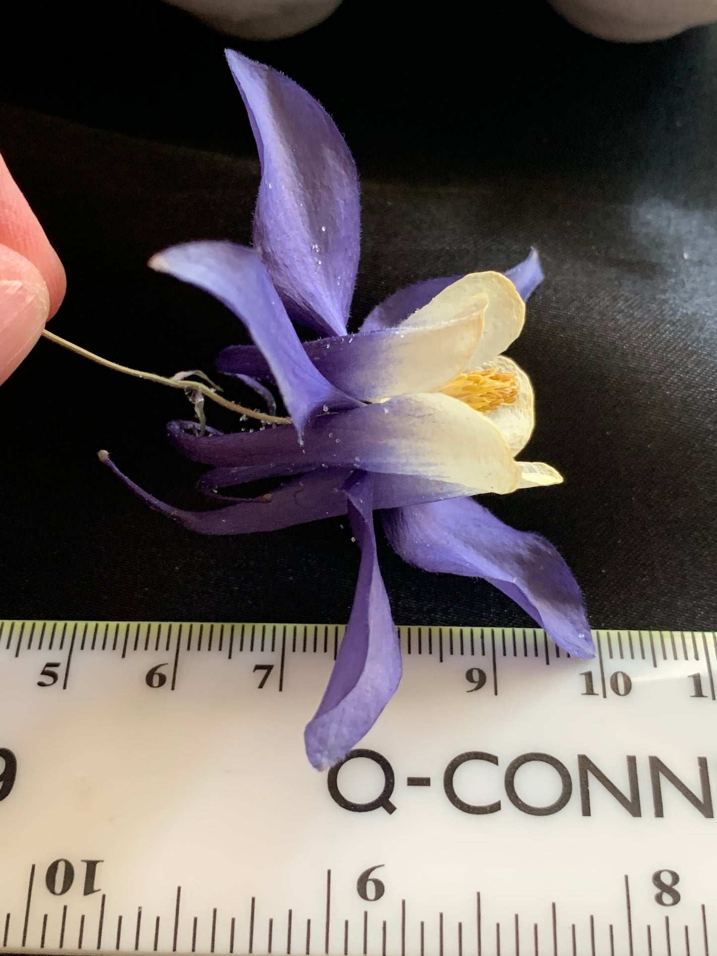 Aquilegia - 4 Real Dried Flowers