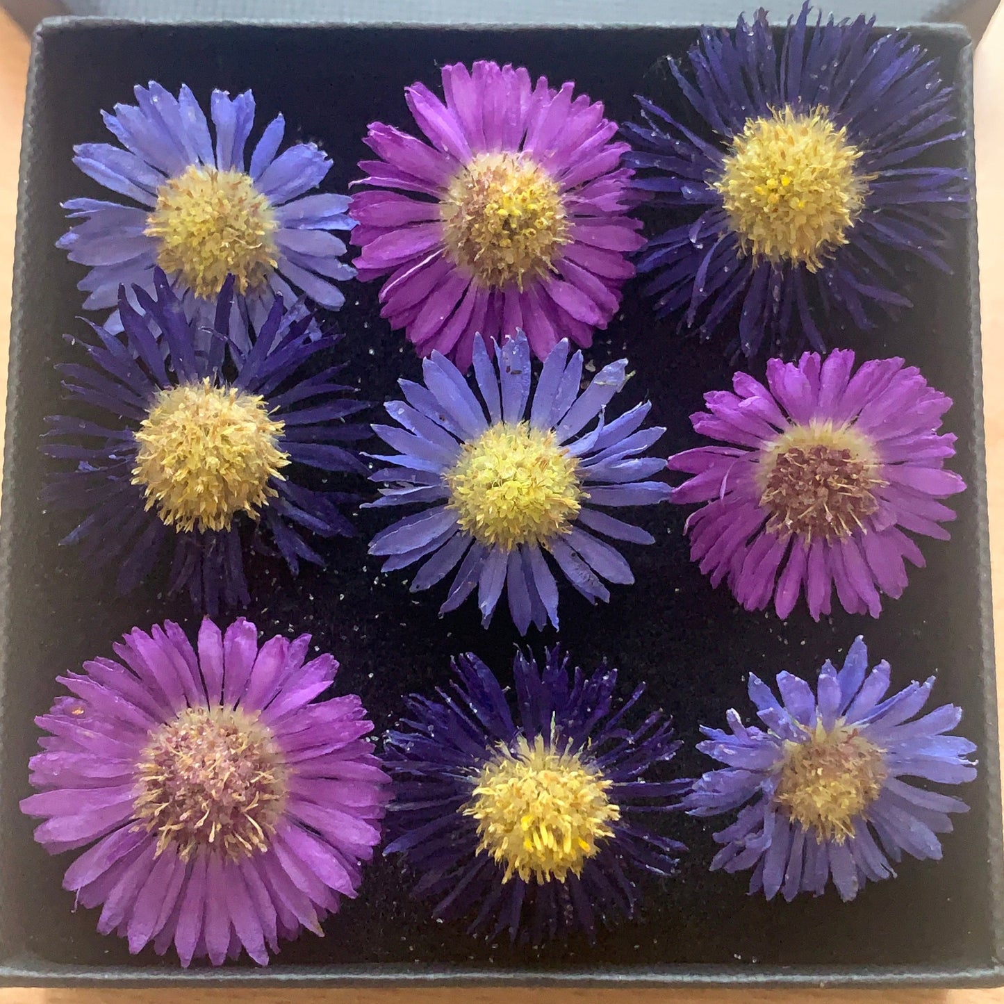 Asters - 9 Real Dried Aster Flowers