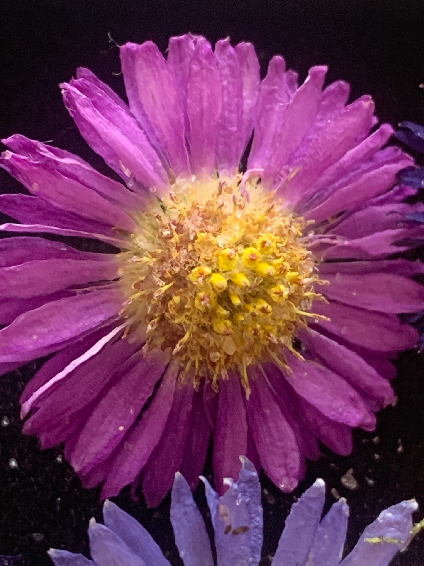 Pink real dried aster