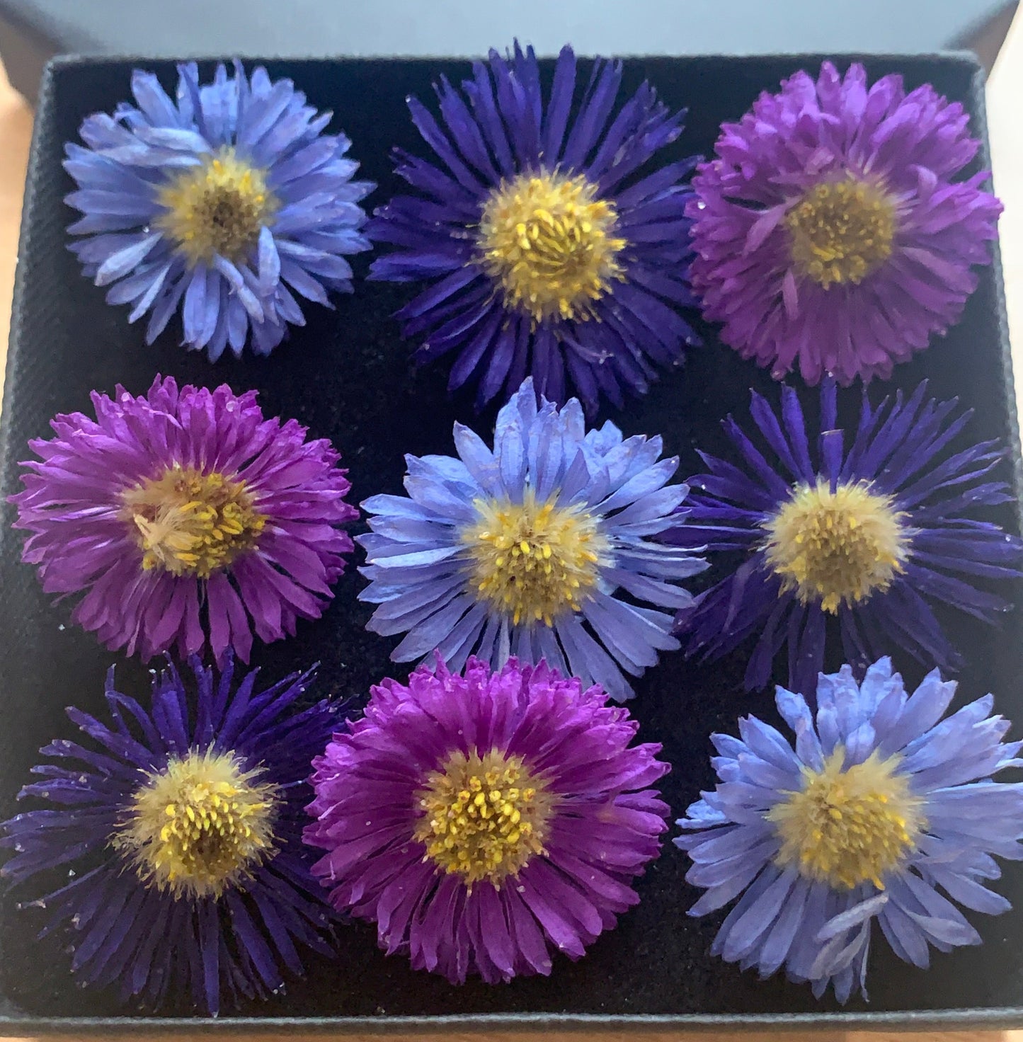Asters - 9 Real Dried Aster Flowers