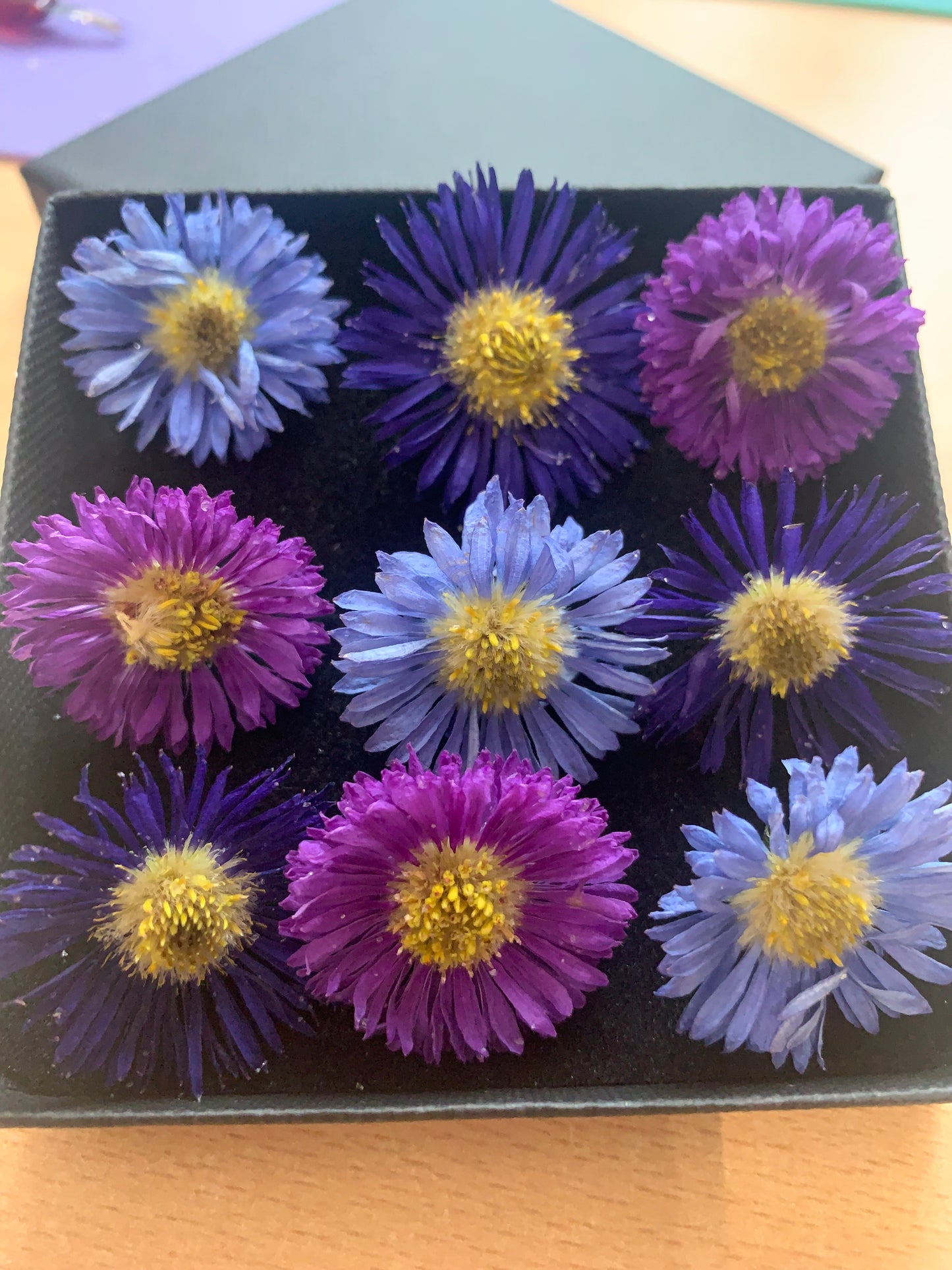 Asters - 9 Real Dried Aster Flowers
