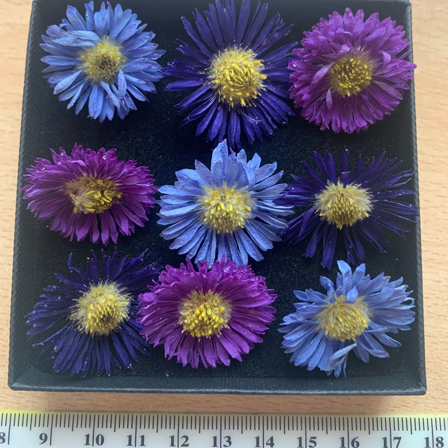 Asters - 9 Real Dried Aster Flowers