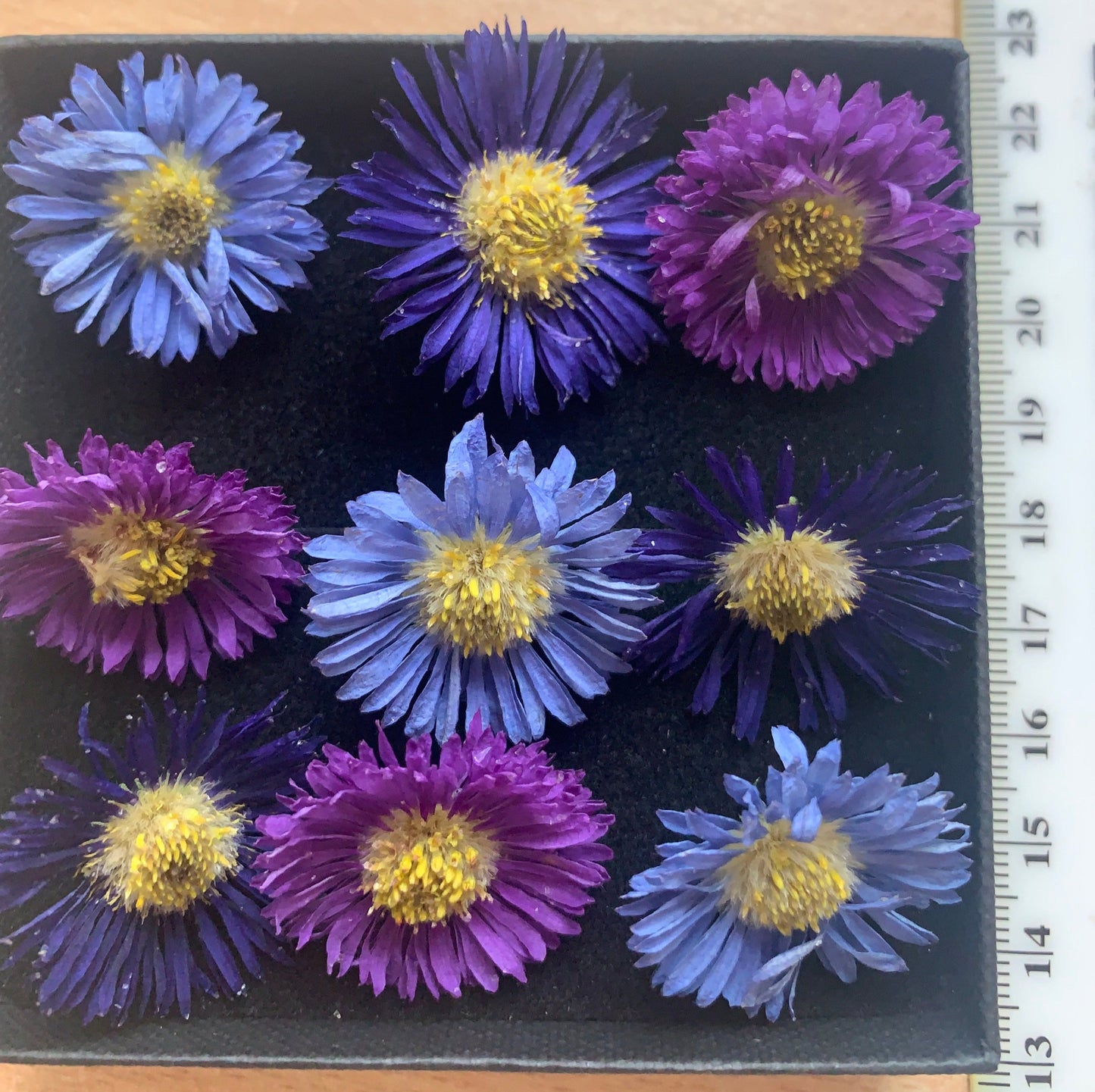 Asters - 9 Real Dried Aster Flowers