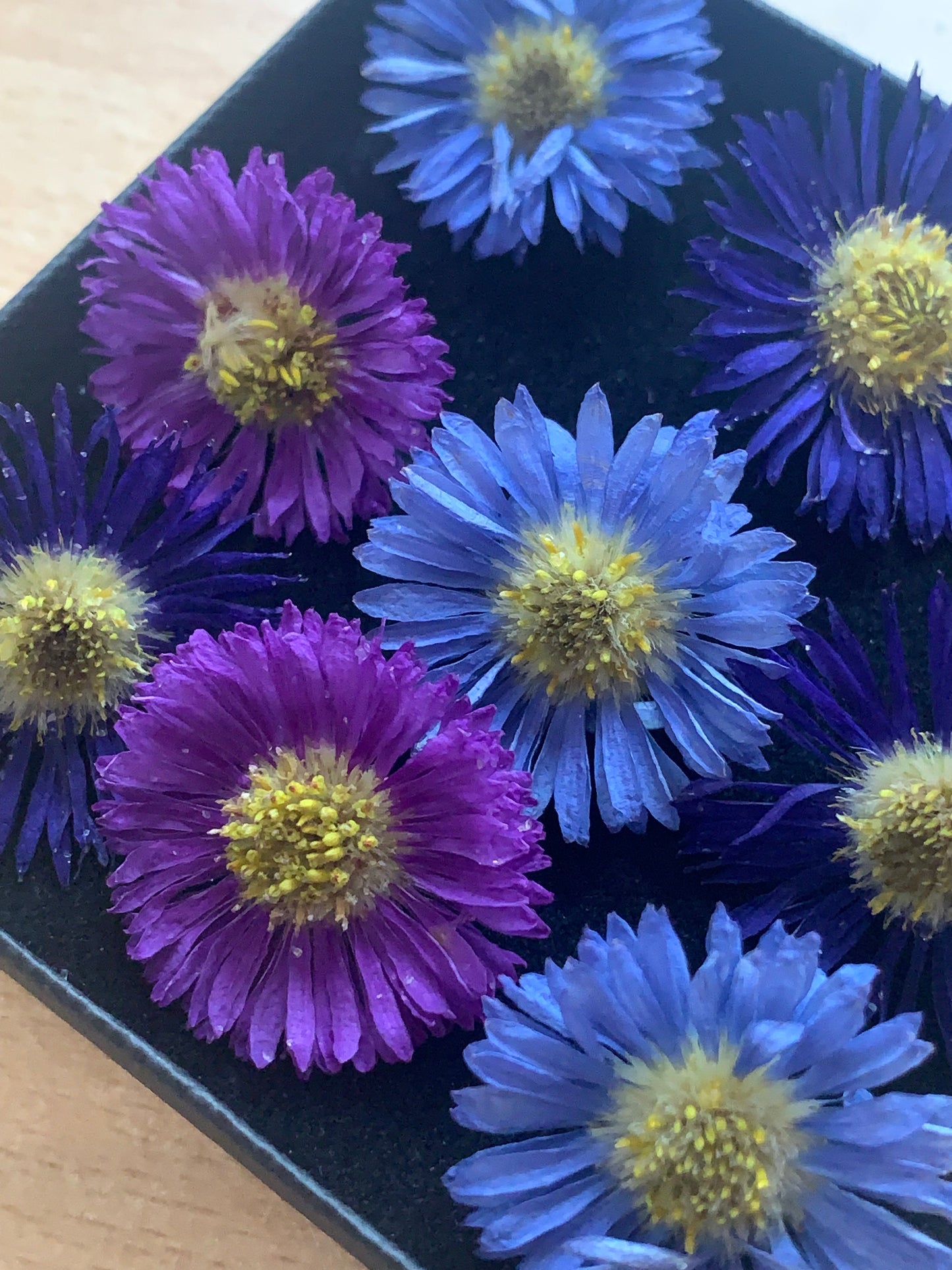Blue Navy and Purple coloured real dried asters