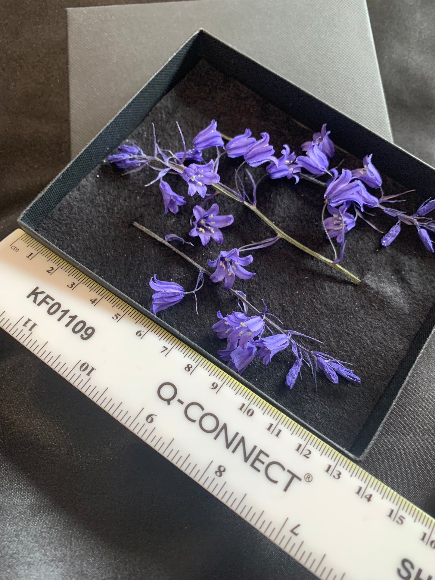 Bluebell - 3 Stems Real Dried Bluebell Flowers