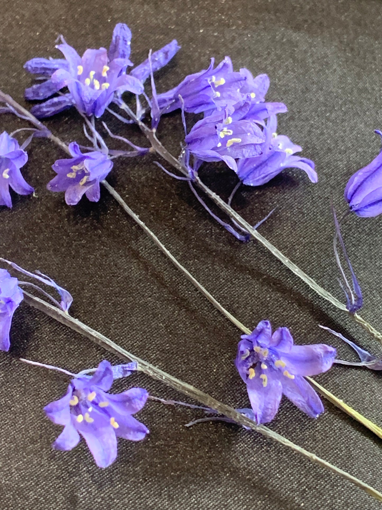 Box with stems of real dried bluebell flowers