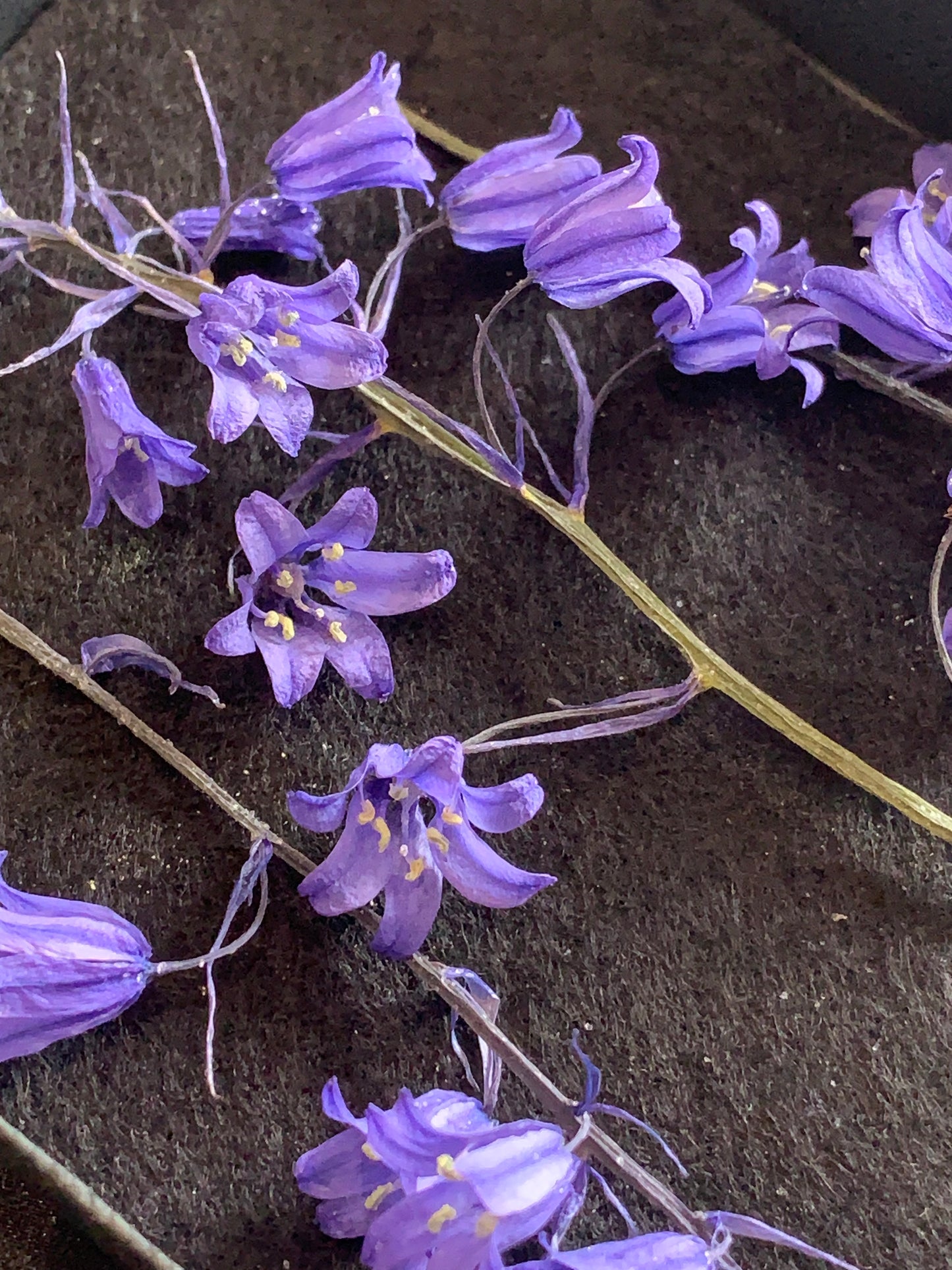 Bluebell - 3 Stems Real Dried Bluebell Flowers