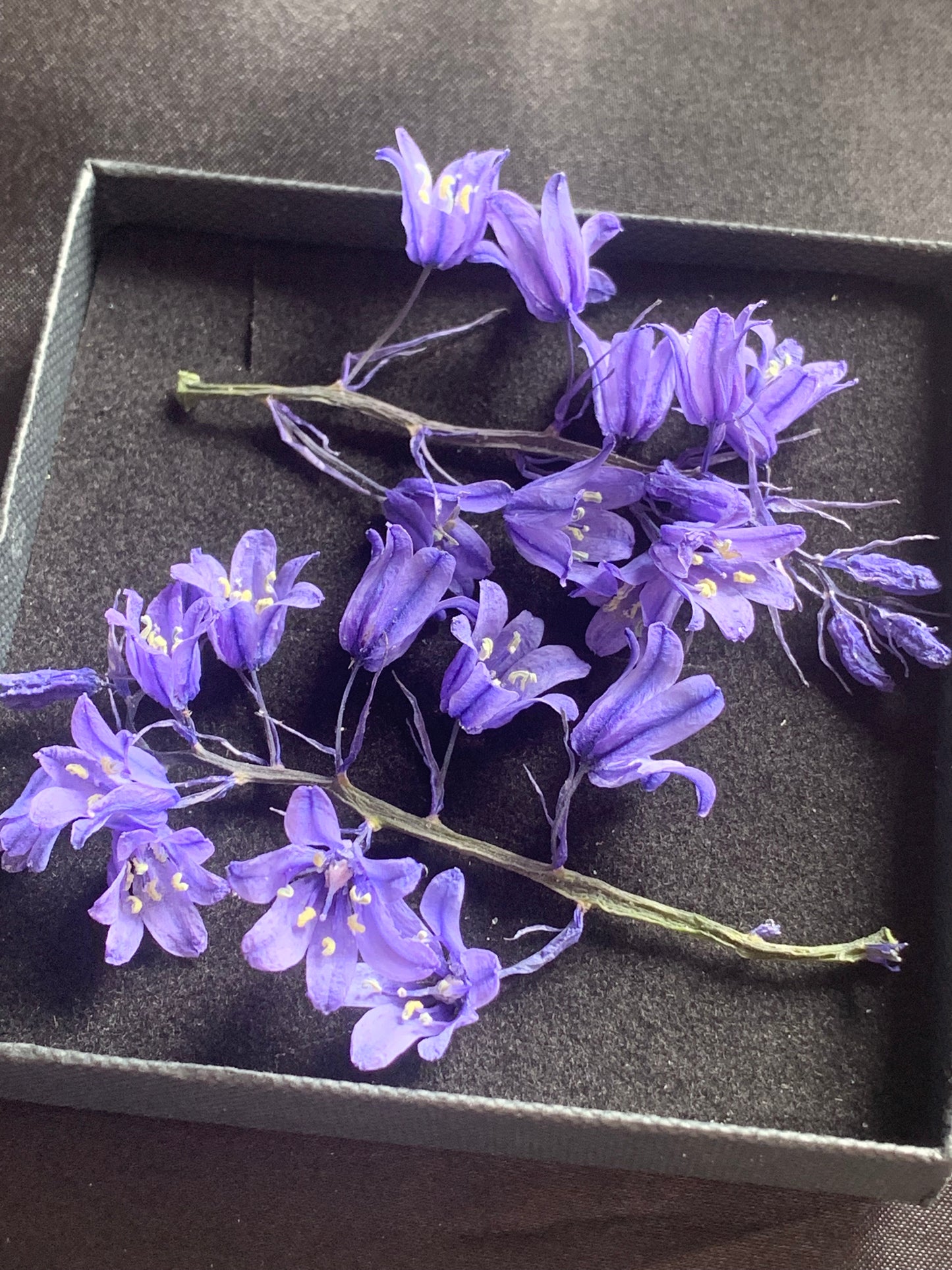 Box with real dried bluebells