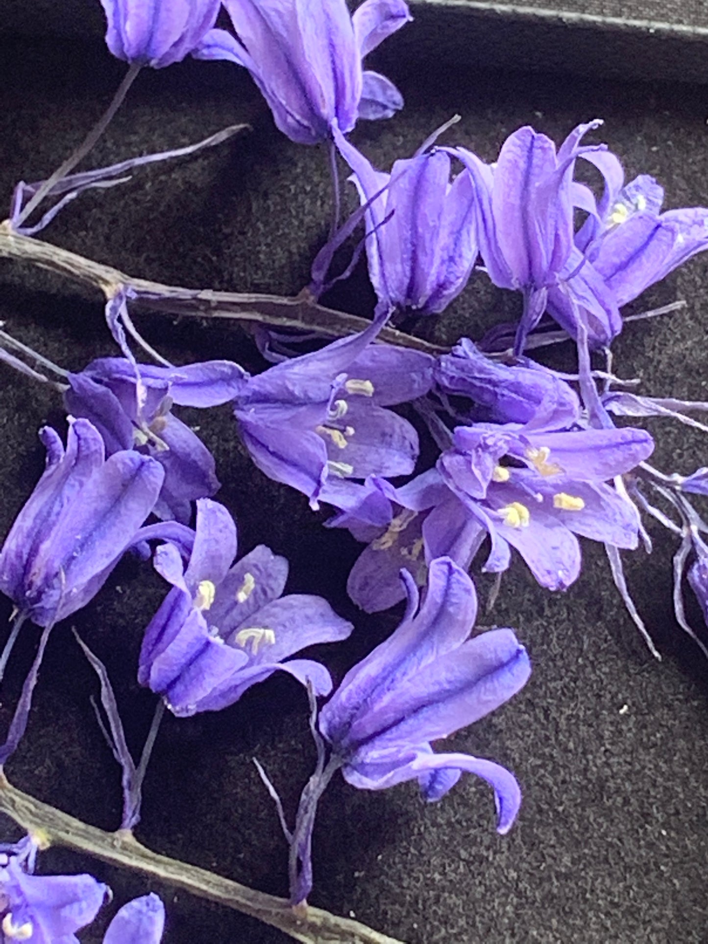 Bluebell - 3 Stems Real Dried Bluebell Flowers