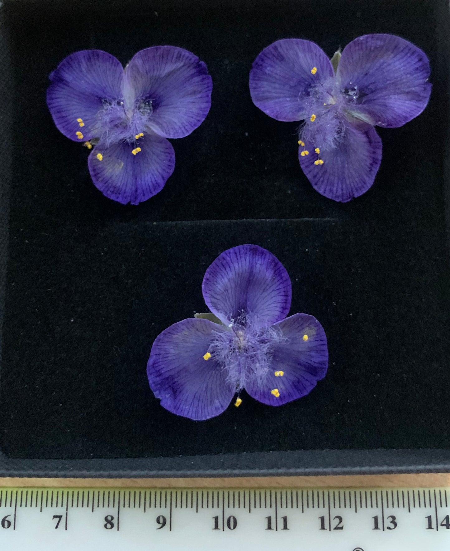 box of 3 blue dried spiderwort flowers with ruler for sizing