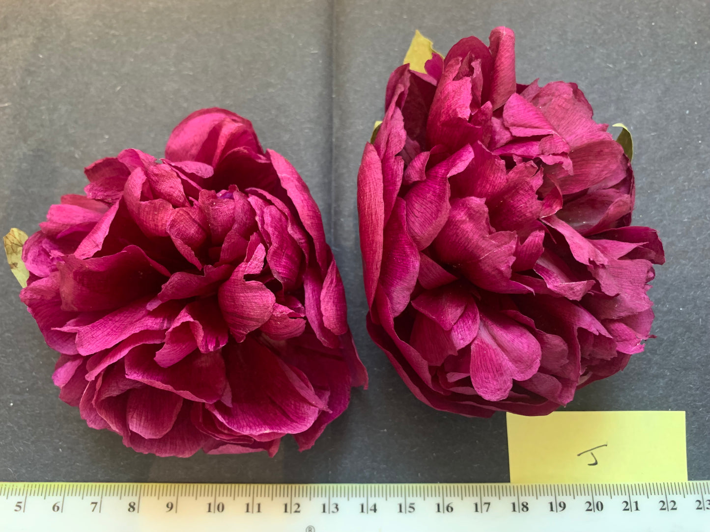 Peony - 1 White/cream/pale pink Real Dried Peony flowers (FM)