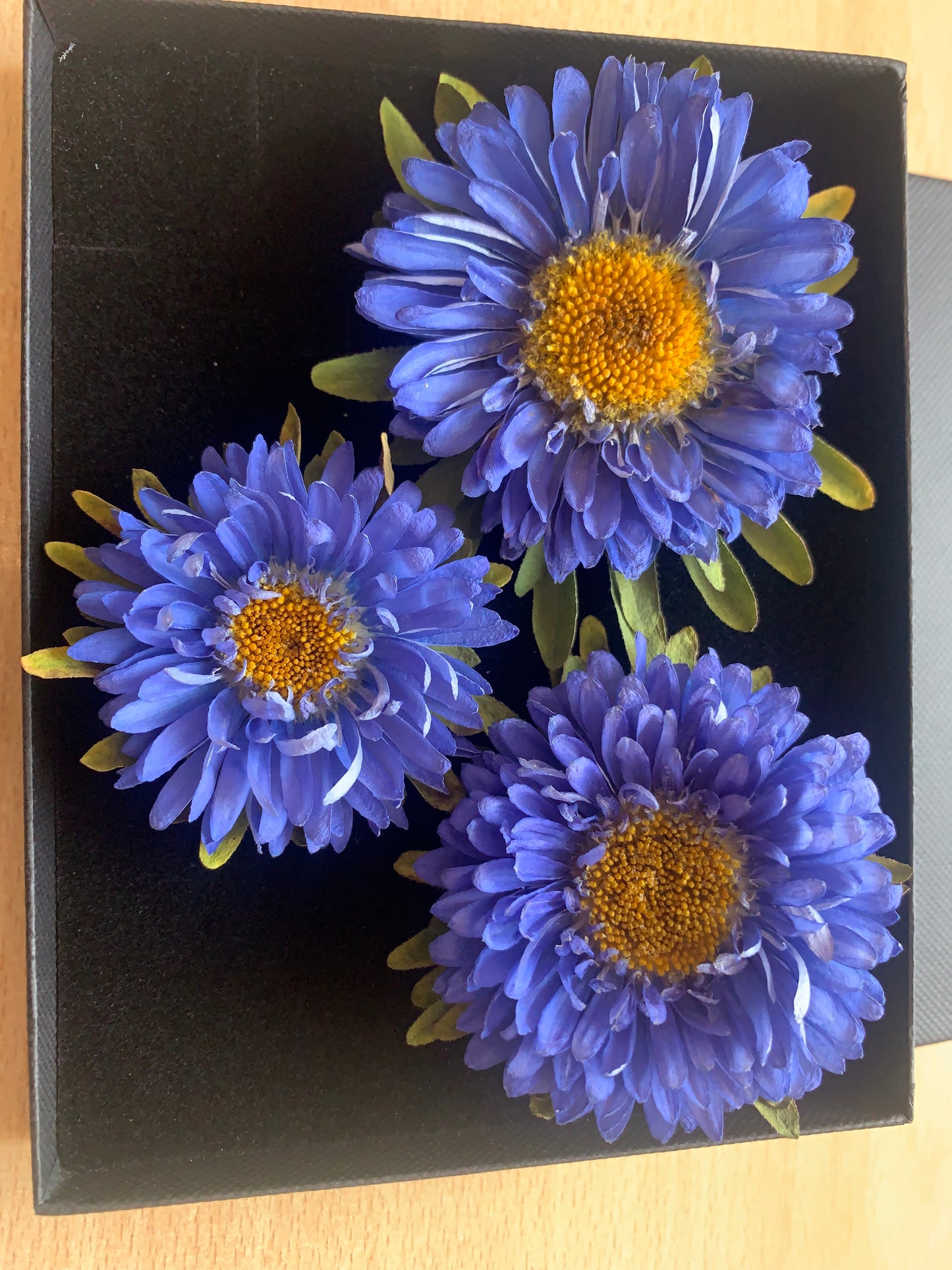 Callistephus - 3 Real Dried Flowers