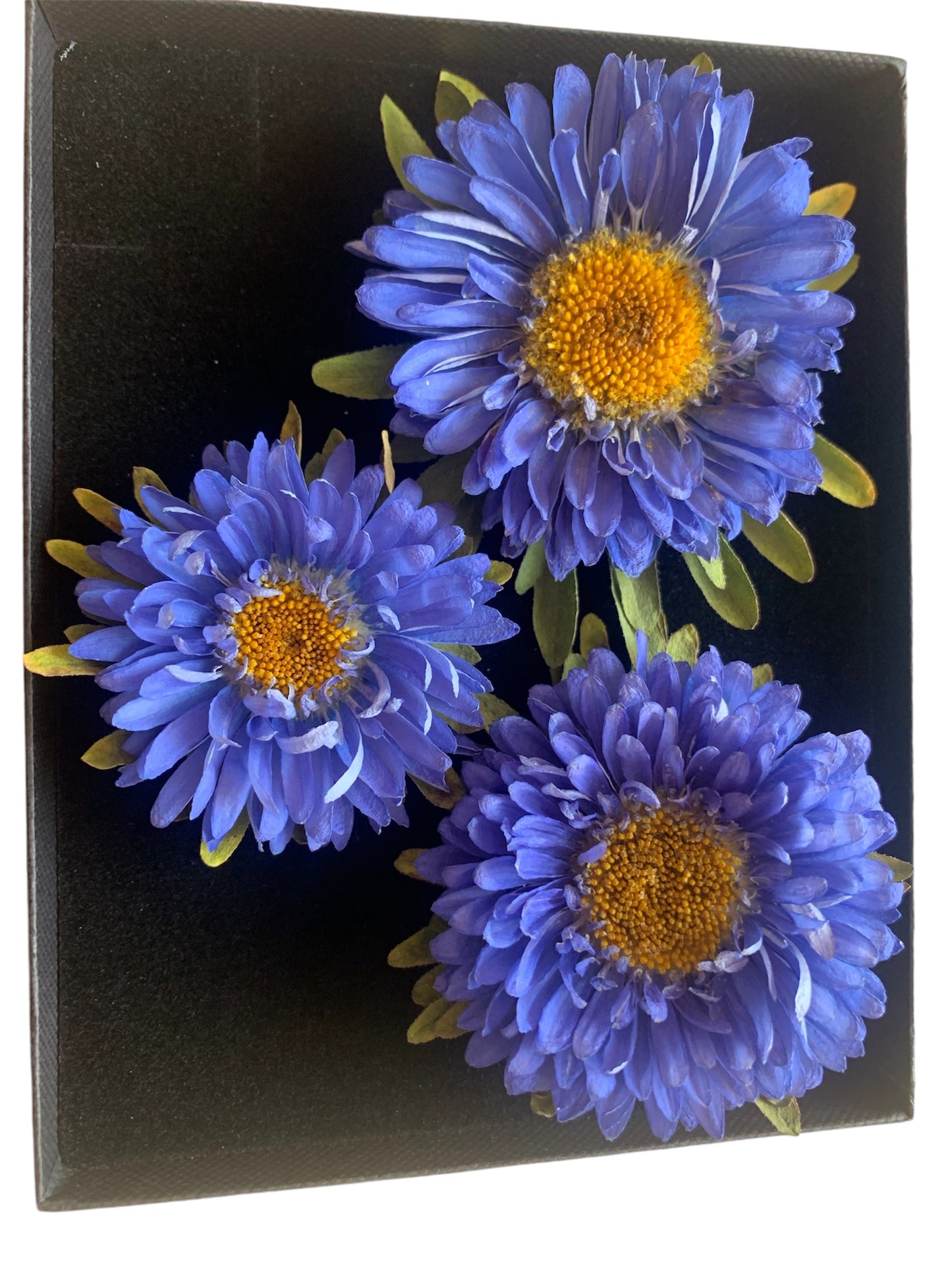 Callistephus - 3 Real Dried Flowers