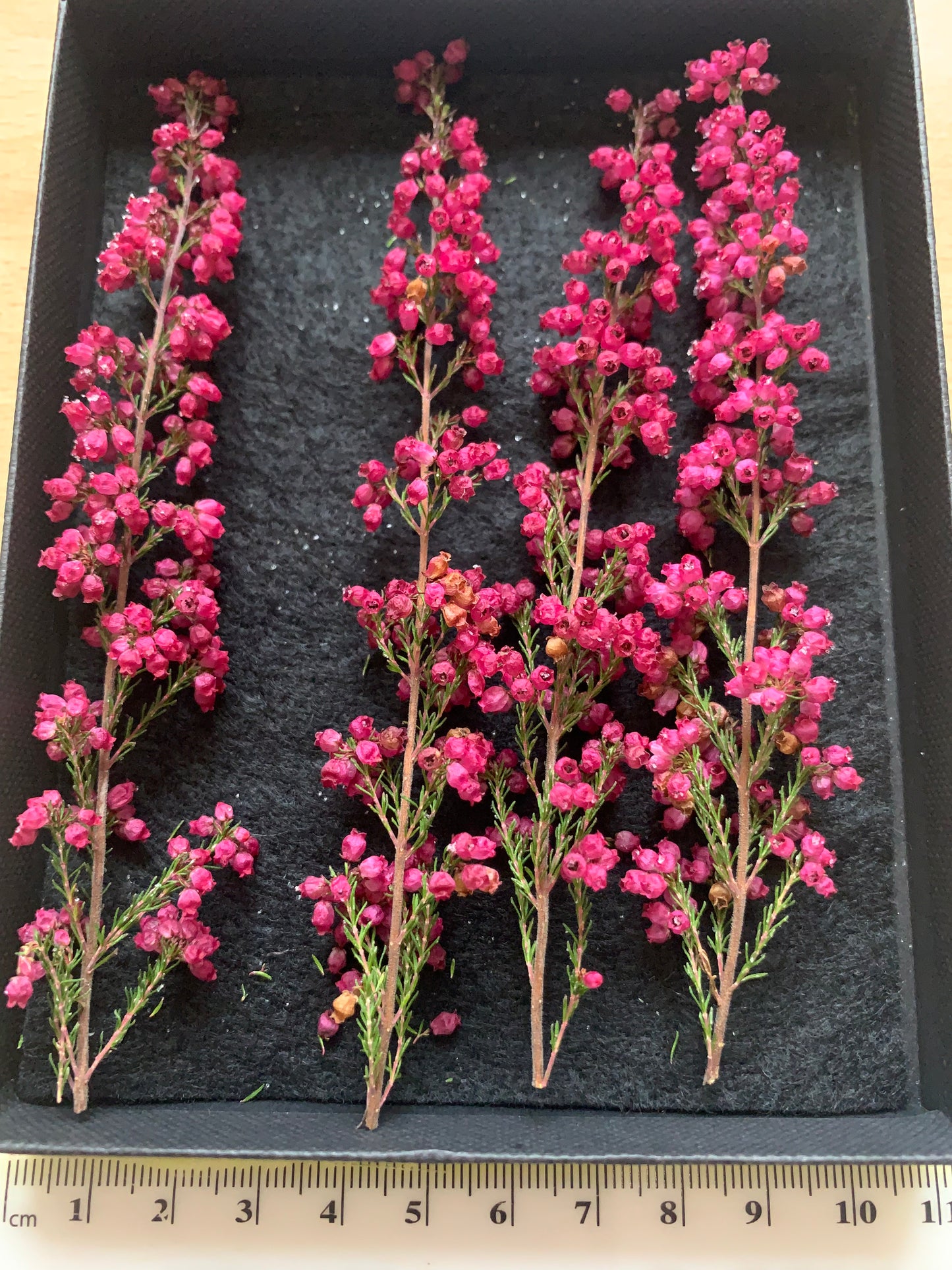 Calluna - 4 Stems Real Dried Flowers