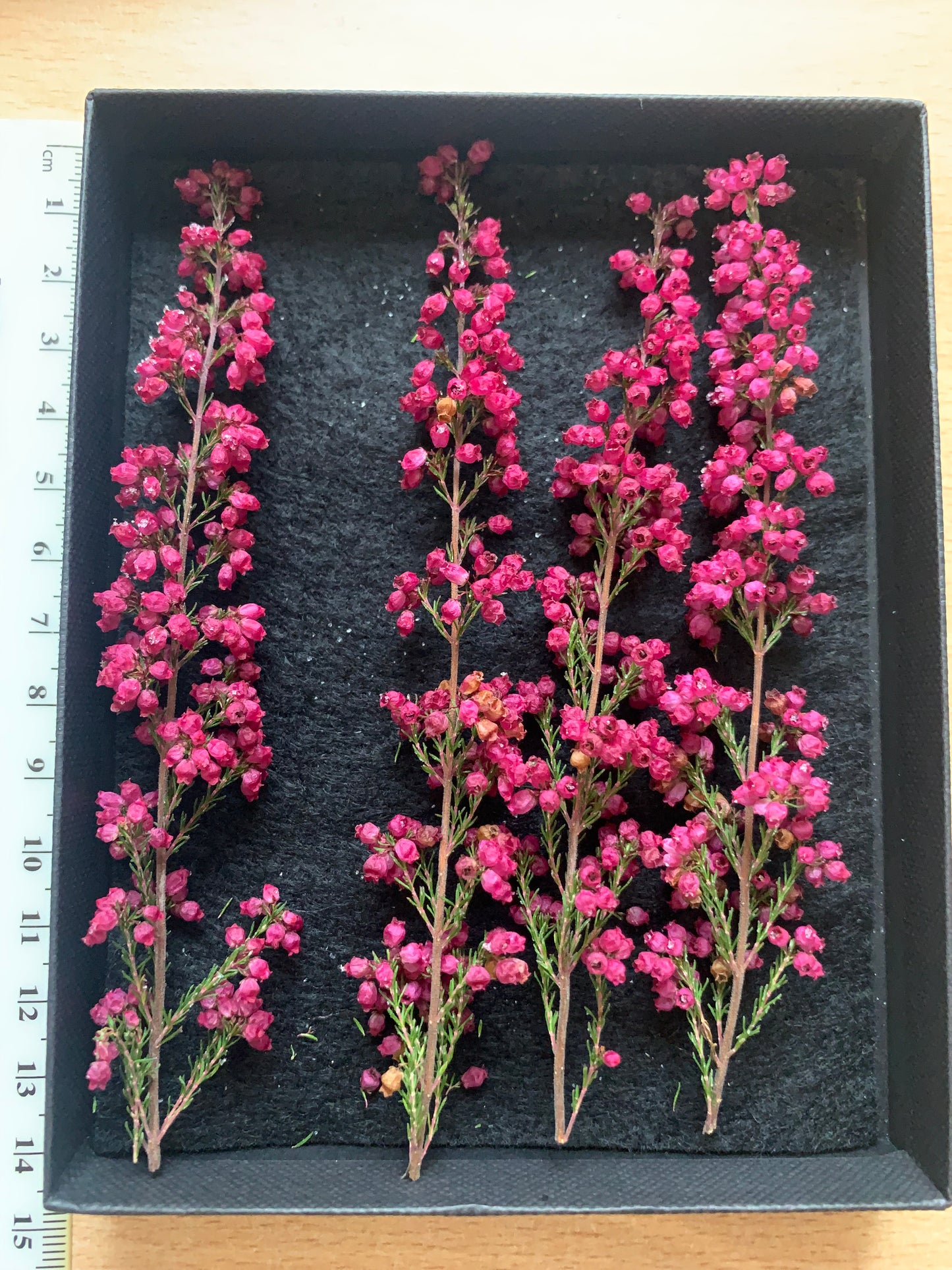 Calluna - 4 Stems Real Dried Flowers