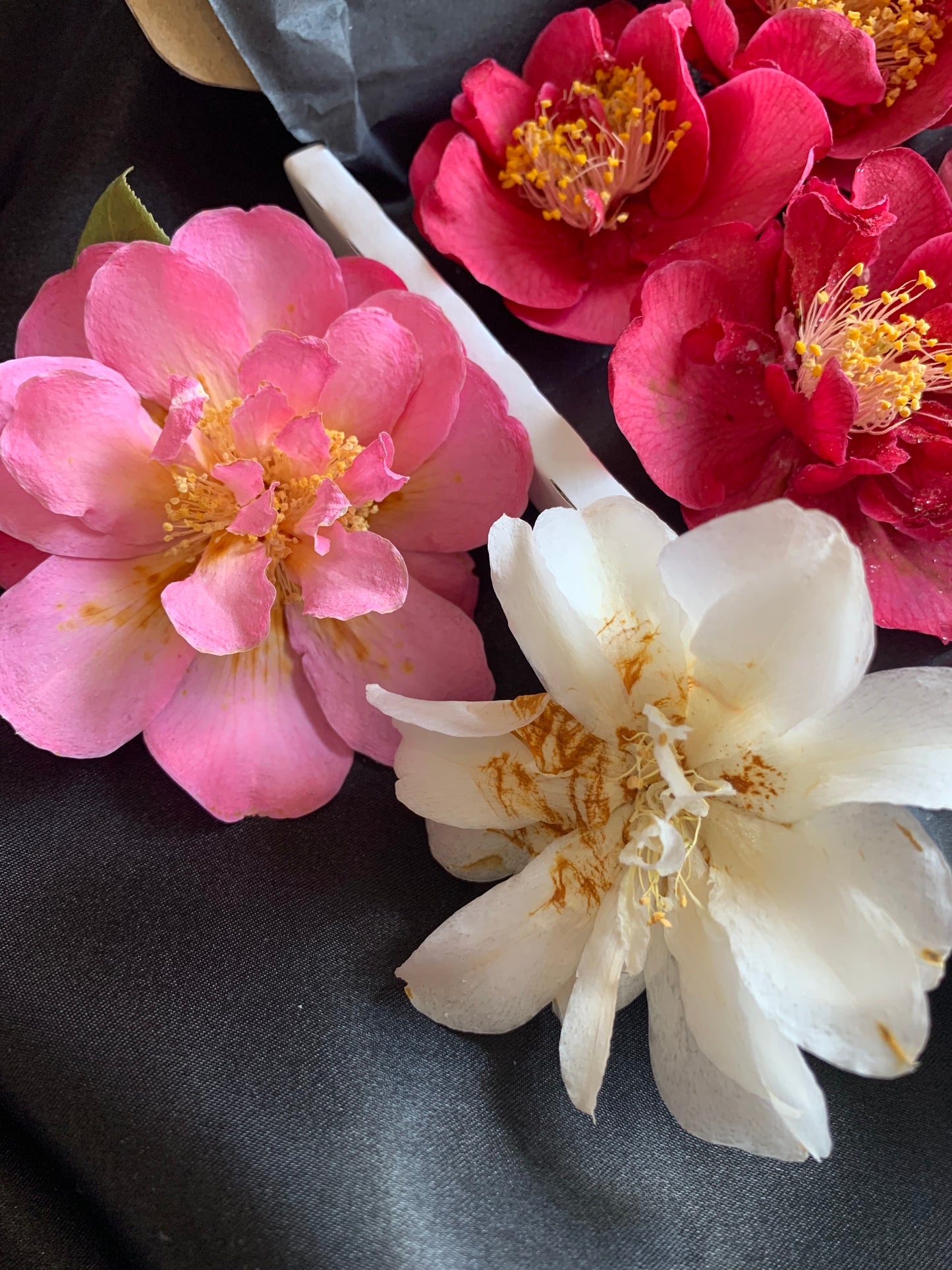 Camellia - 4 Real Dried Flowers for Witchcraft
