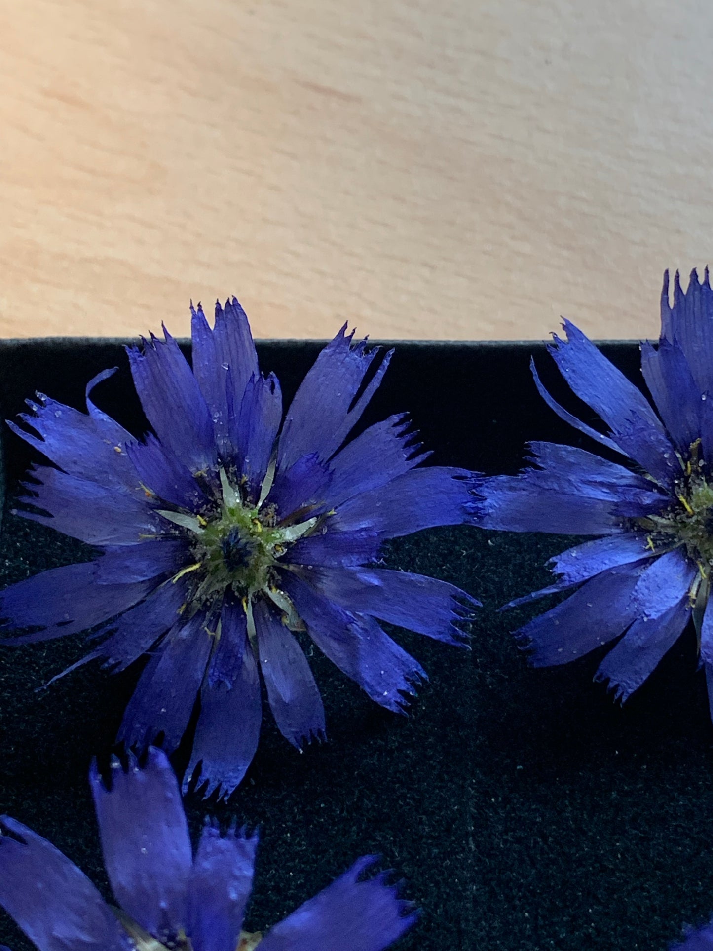 Catananche - 4 Real Dried Flowers