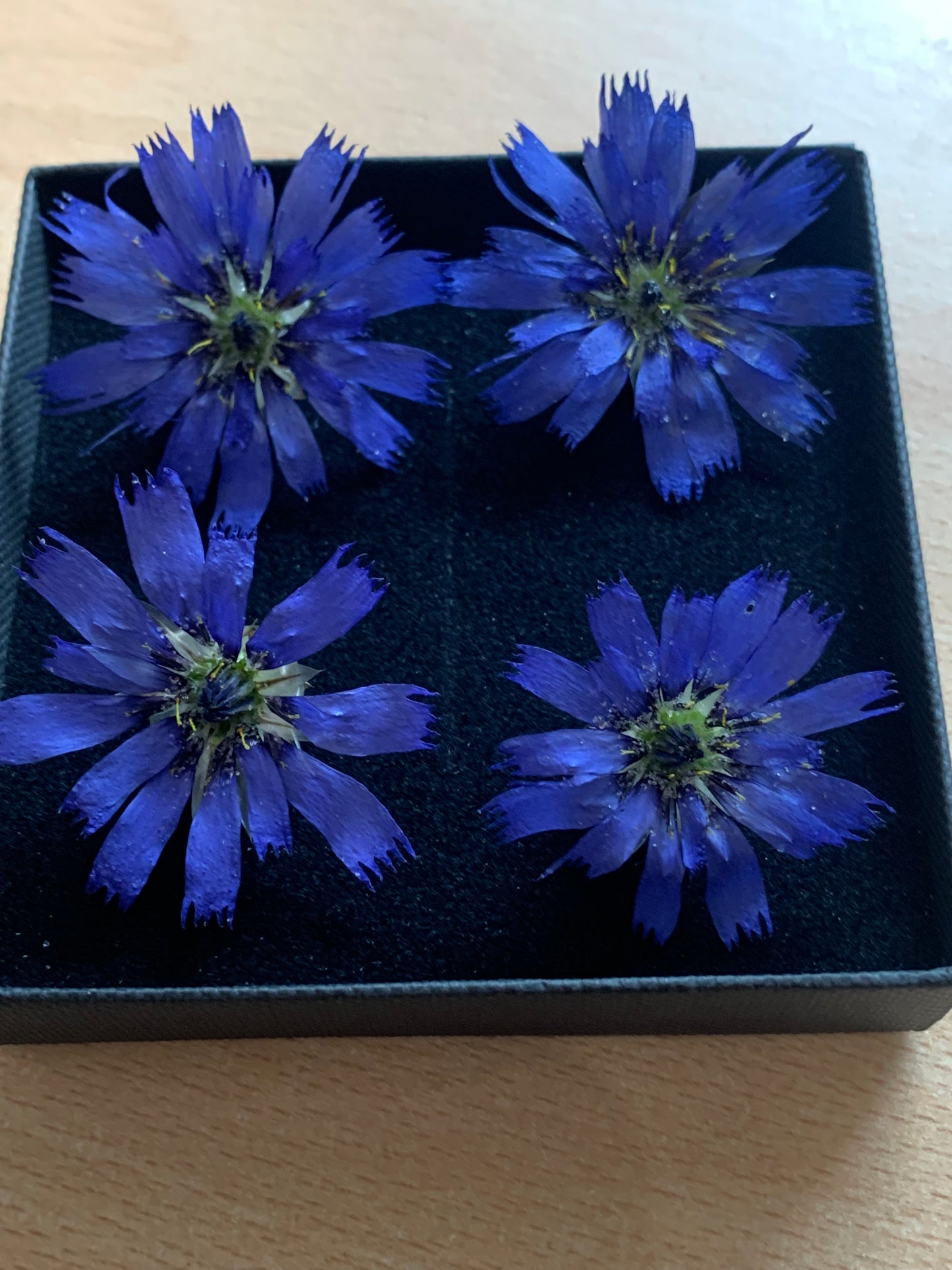 Catananche - 4 Real Dried Flowers