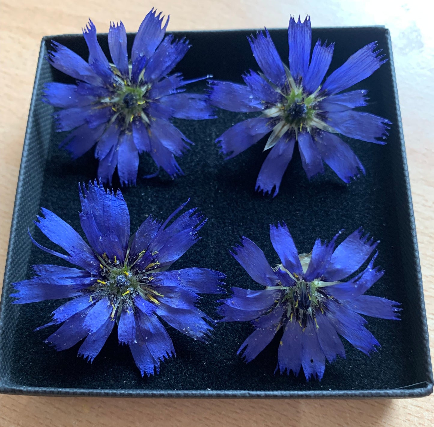 Catananche - 4 Real Dried Flowers