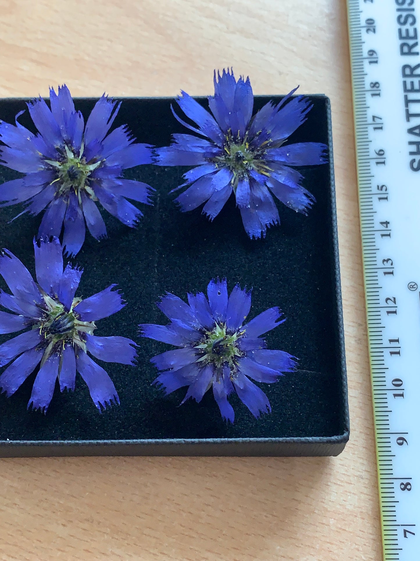 Catananche - 4 Real Dried Flowers