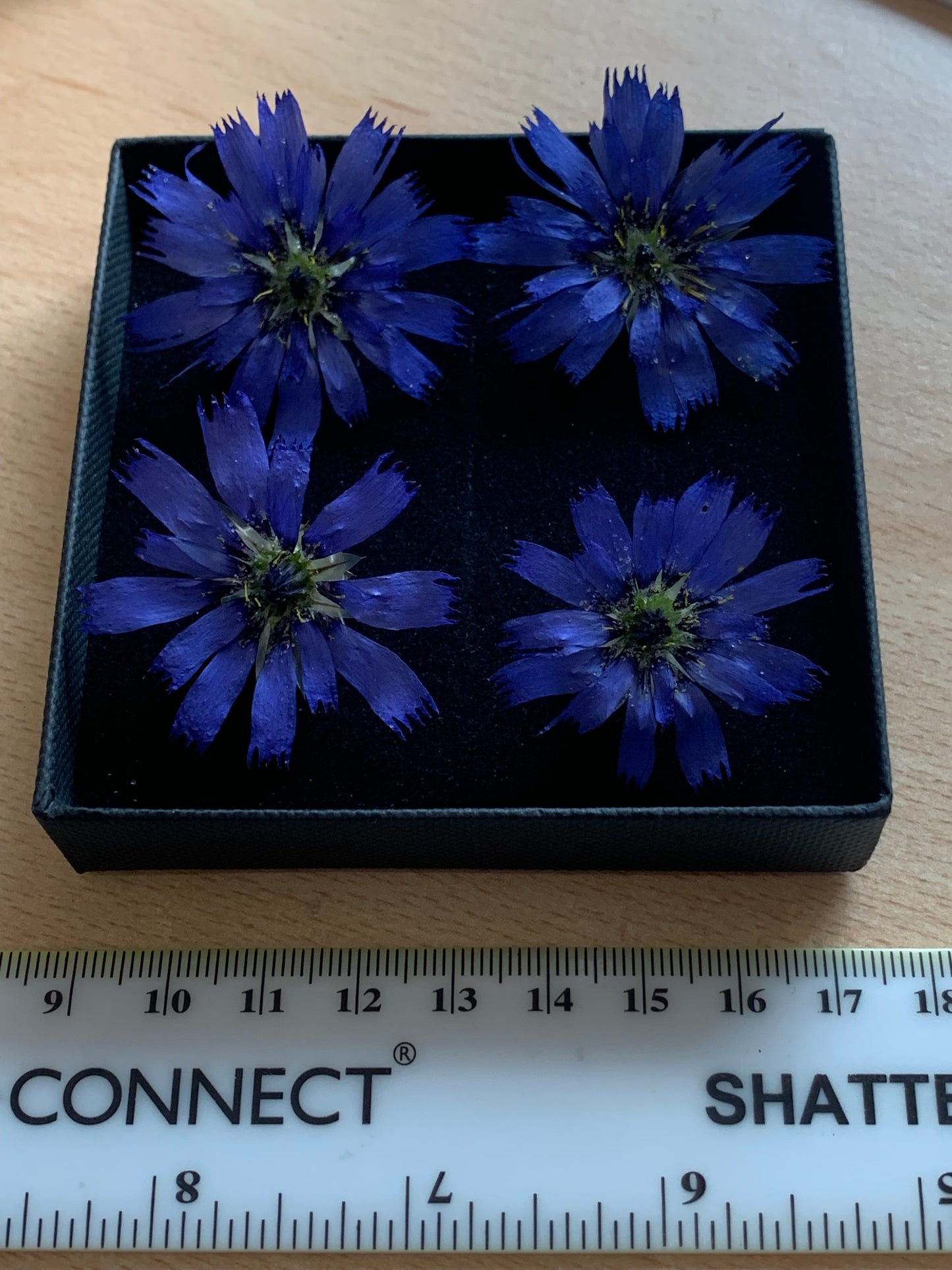 Catananche - 4 Real Dried Flowers