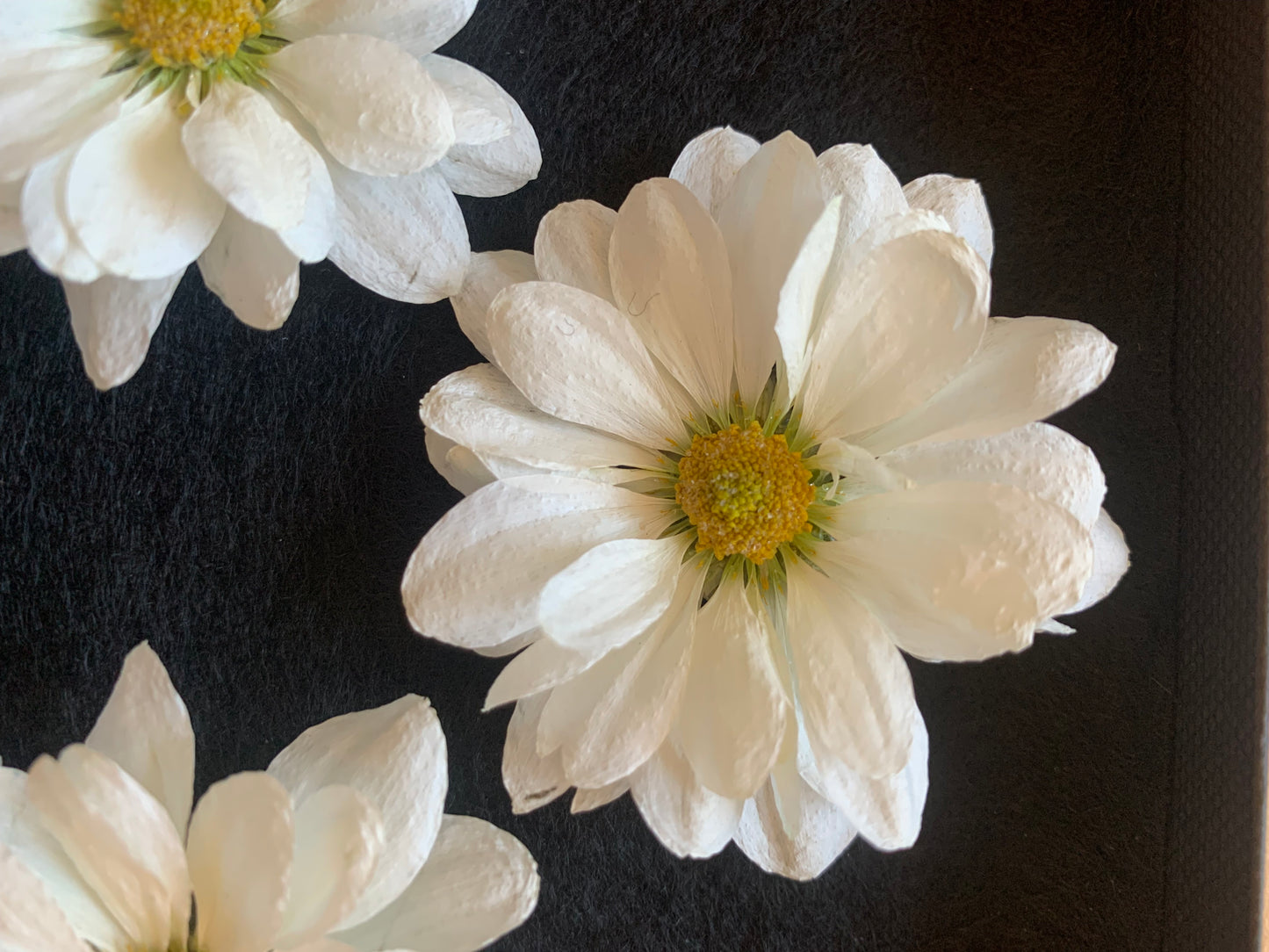 Chrysanthemums - 3 Real Dried White Flowers