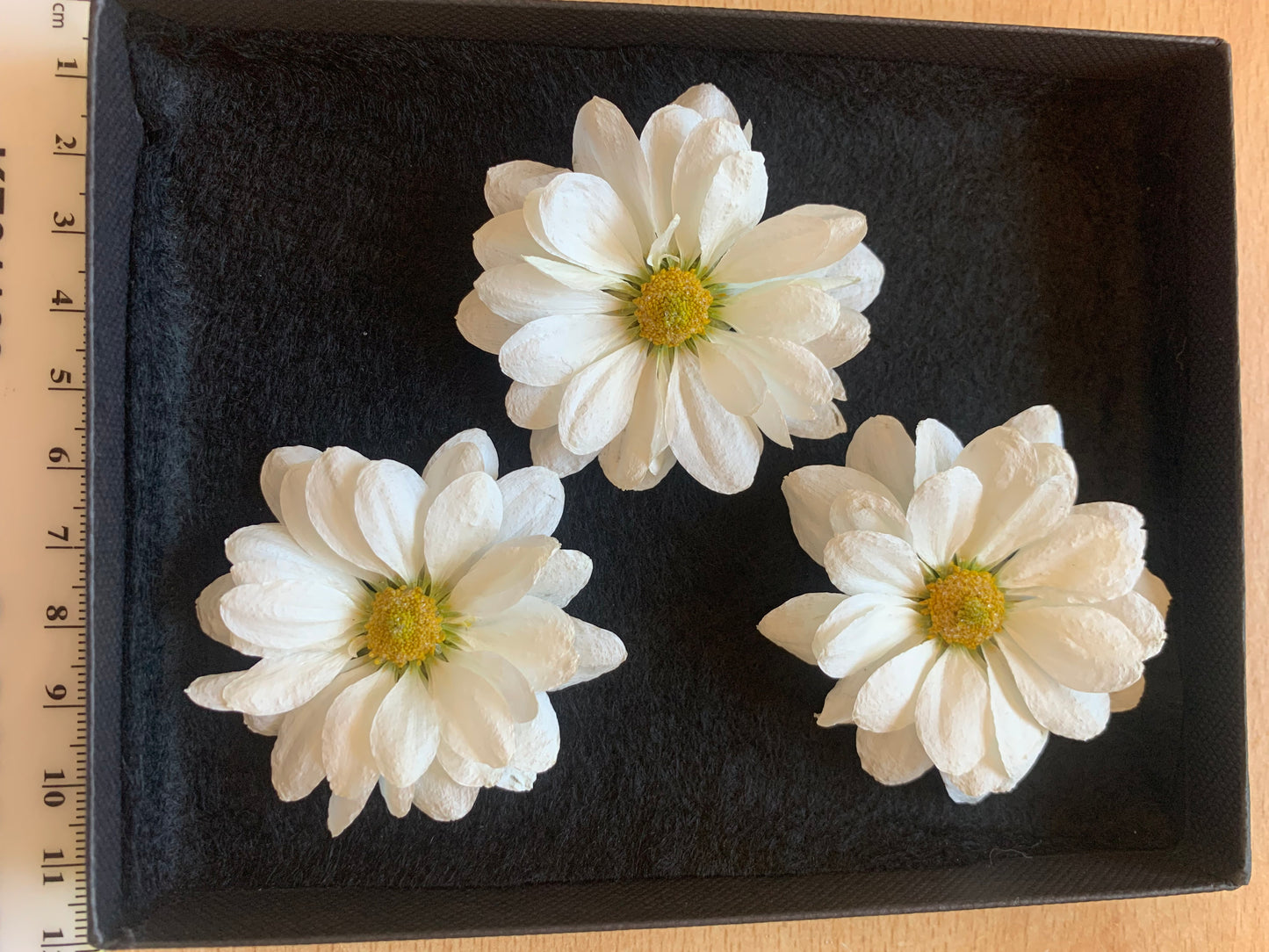 Chrysanthemums - 3 Real Dried White Flowers