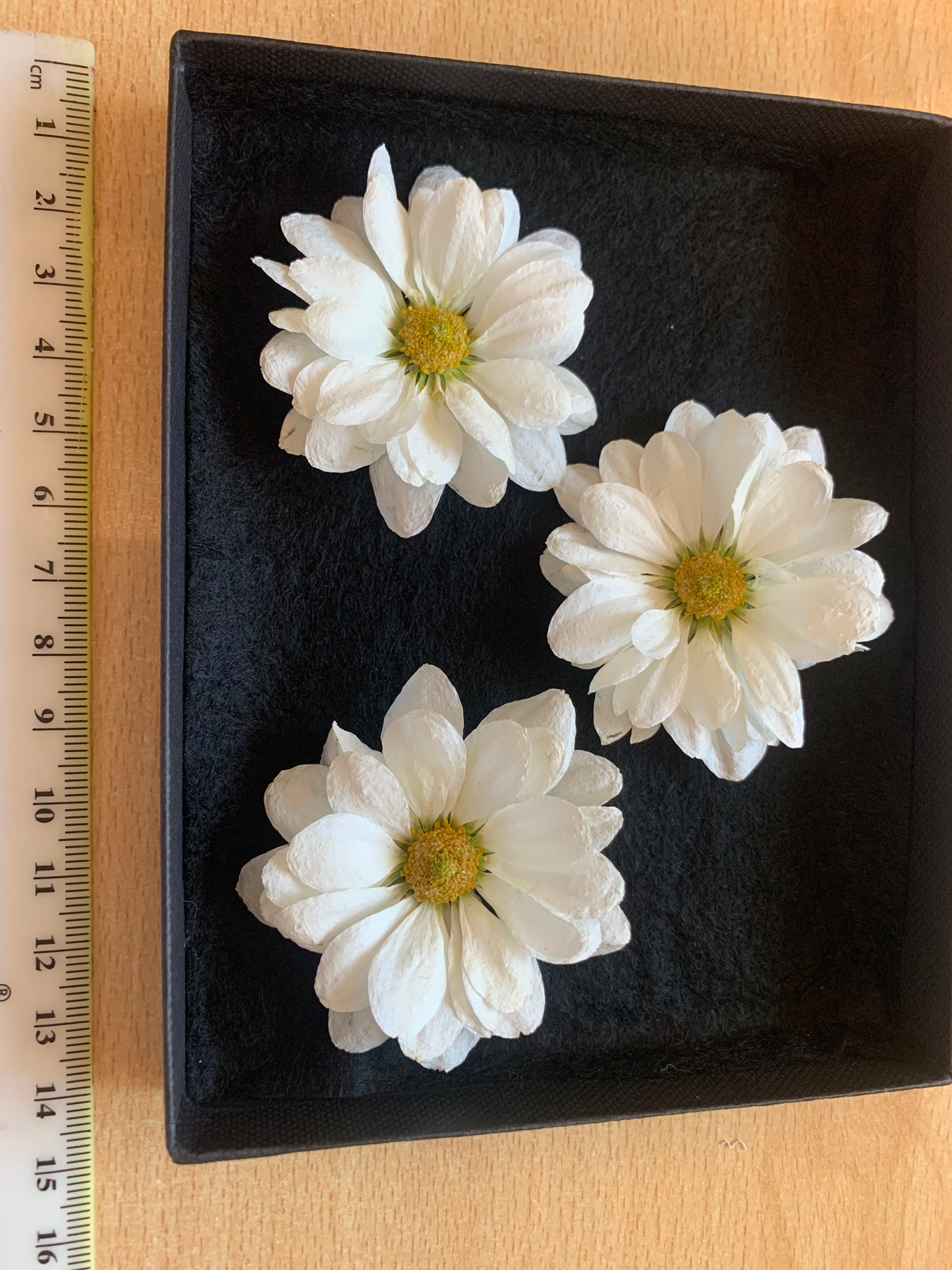 Chrysanthemums - 3 Real Dried White Flowers