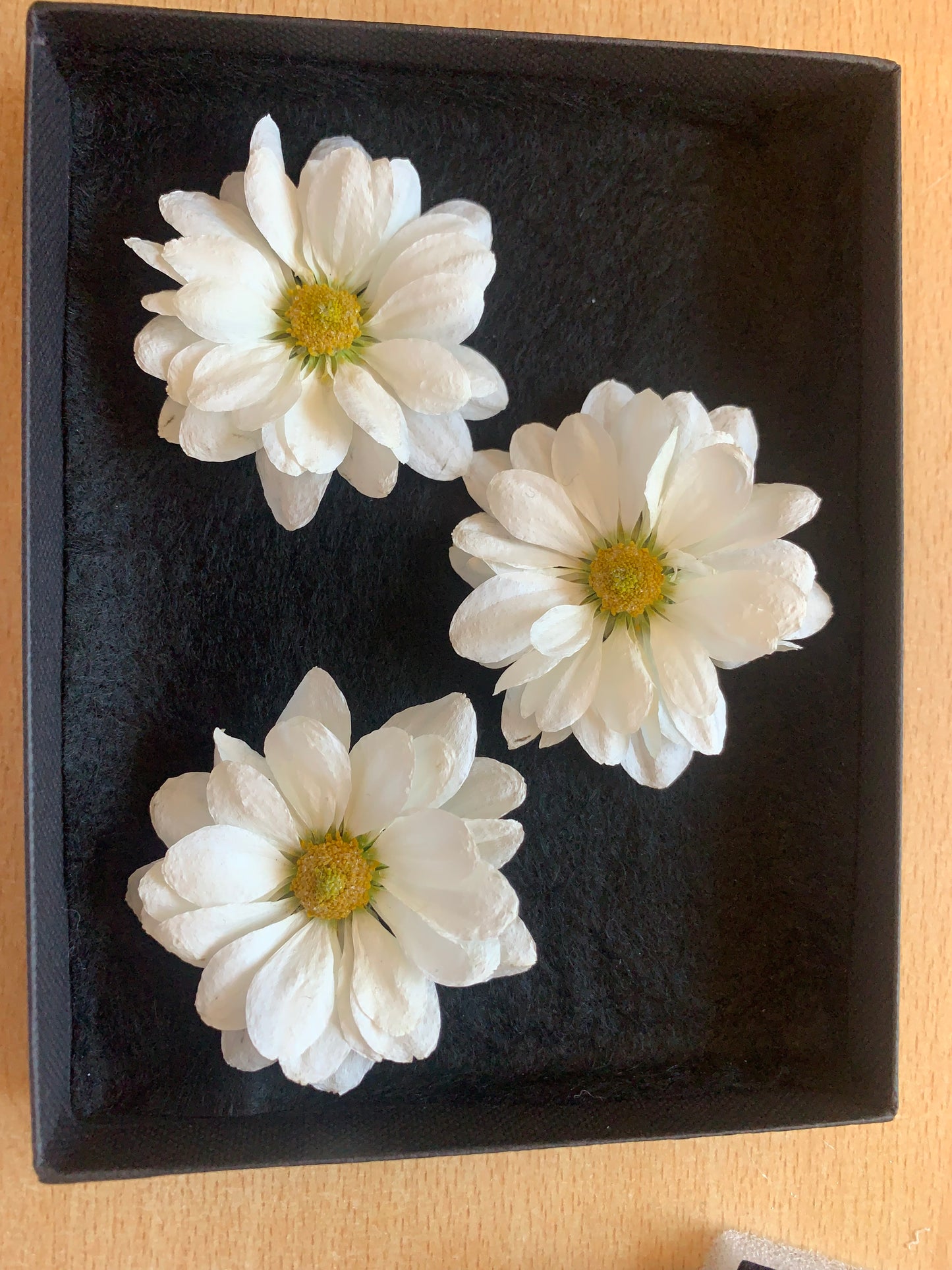 Chrysanthemums - 3 Real Dried White Flowers