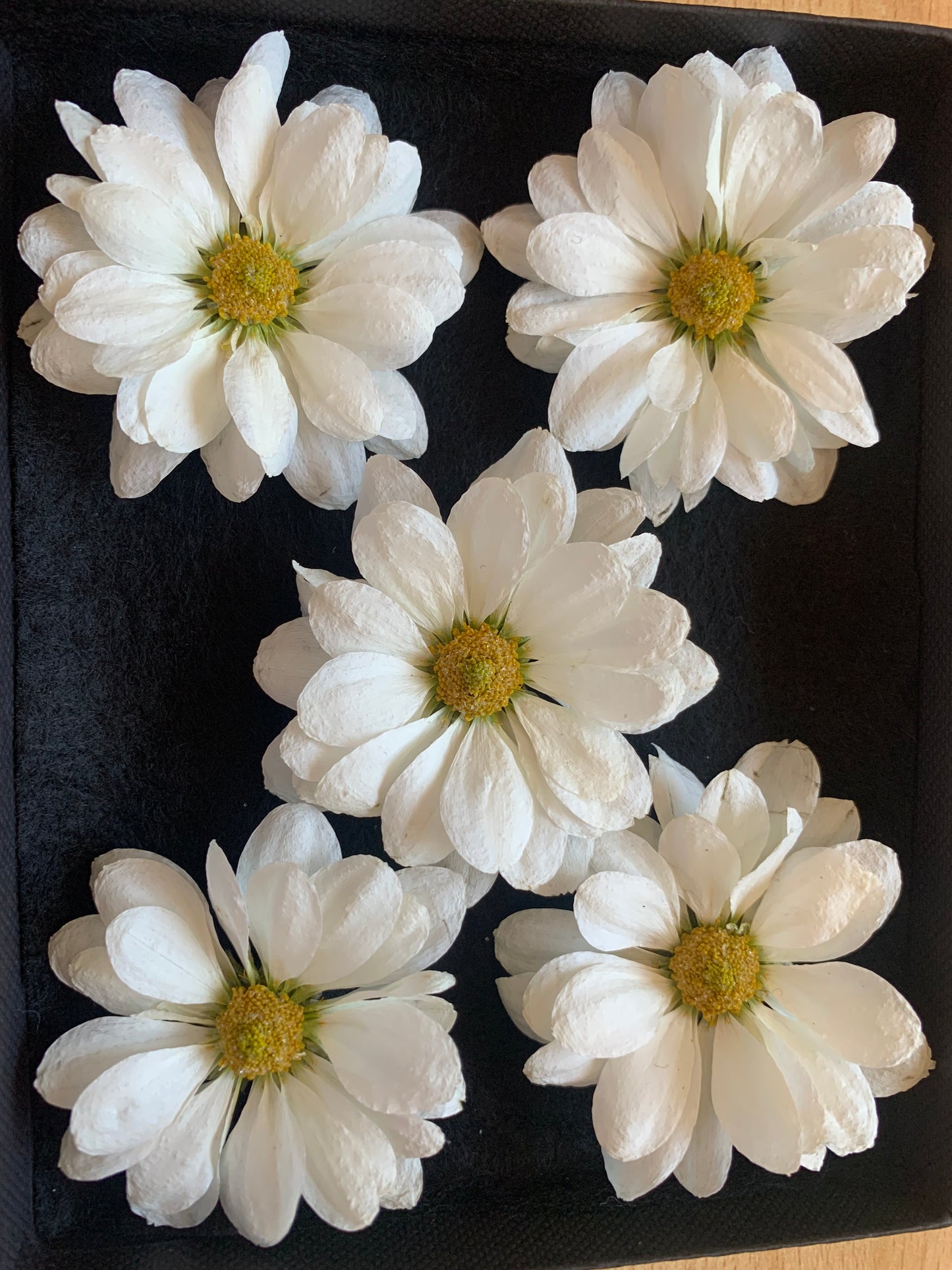 Chrysanthemums - 3 Real Dried White Flowers
