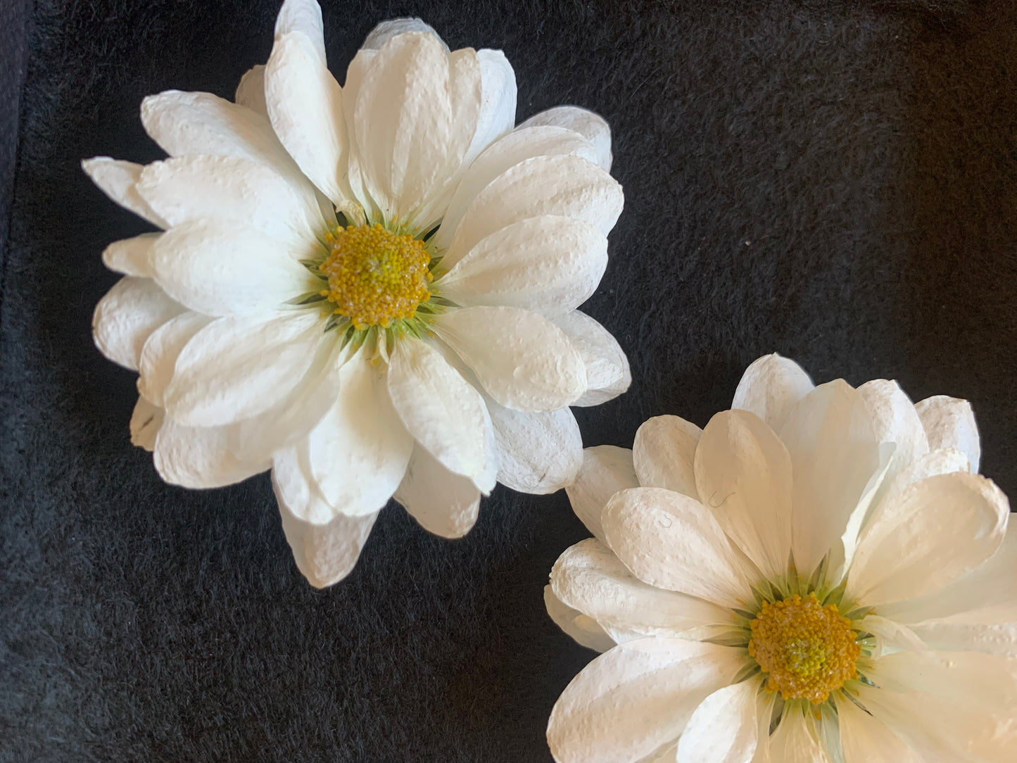 Chrysanthemums - 3 Real Dried White Flowers