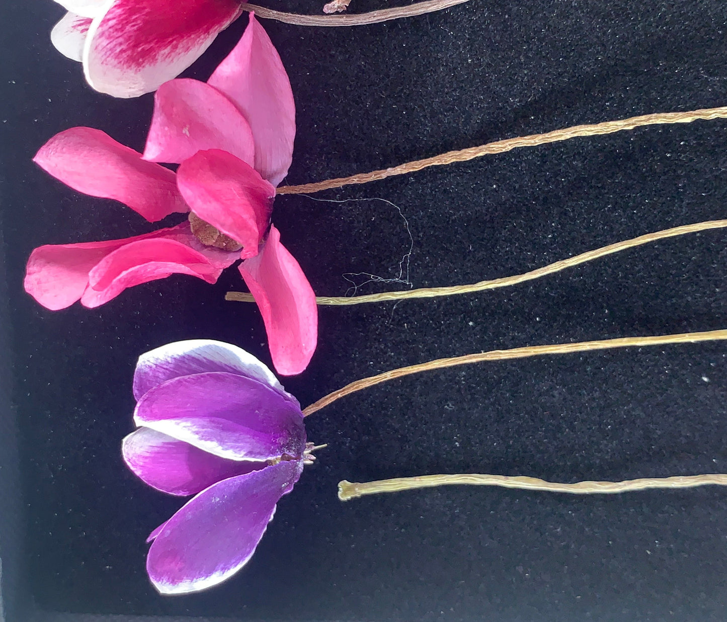 Cyclamen - 6 Real Dried Cyclamen Flowers