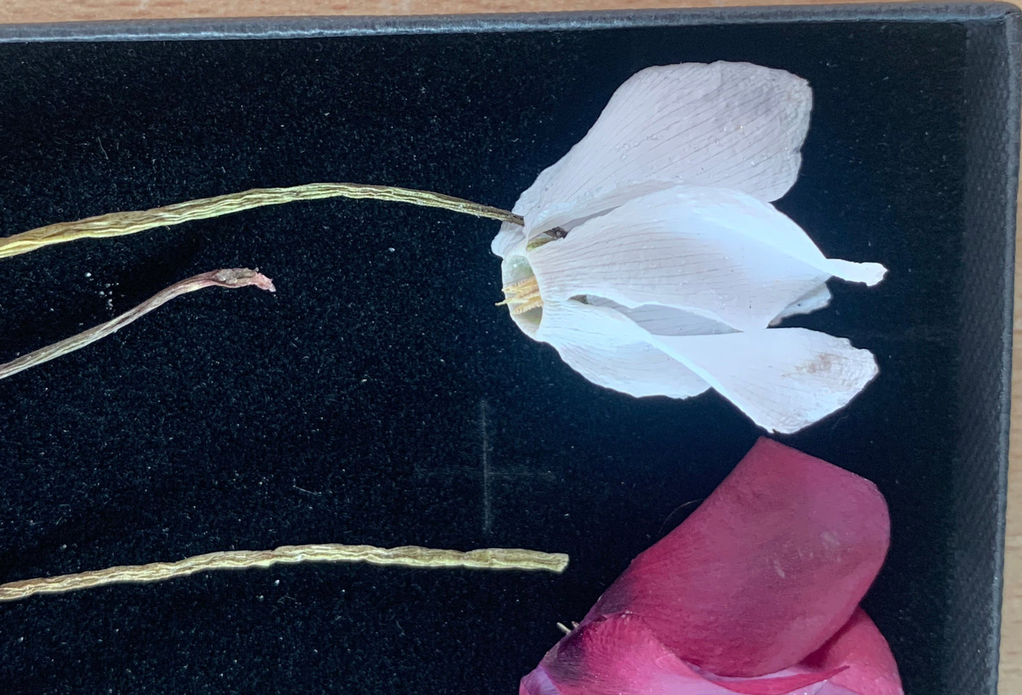 Cyclamen - 6 Real Dried Cyclamen Flowers