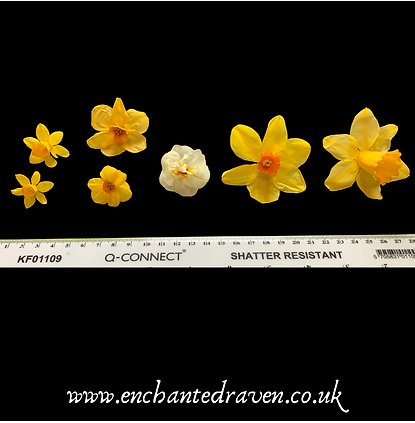 Dried Daffodils - 6 Yellow Mid Sized Traditional Daffodils
