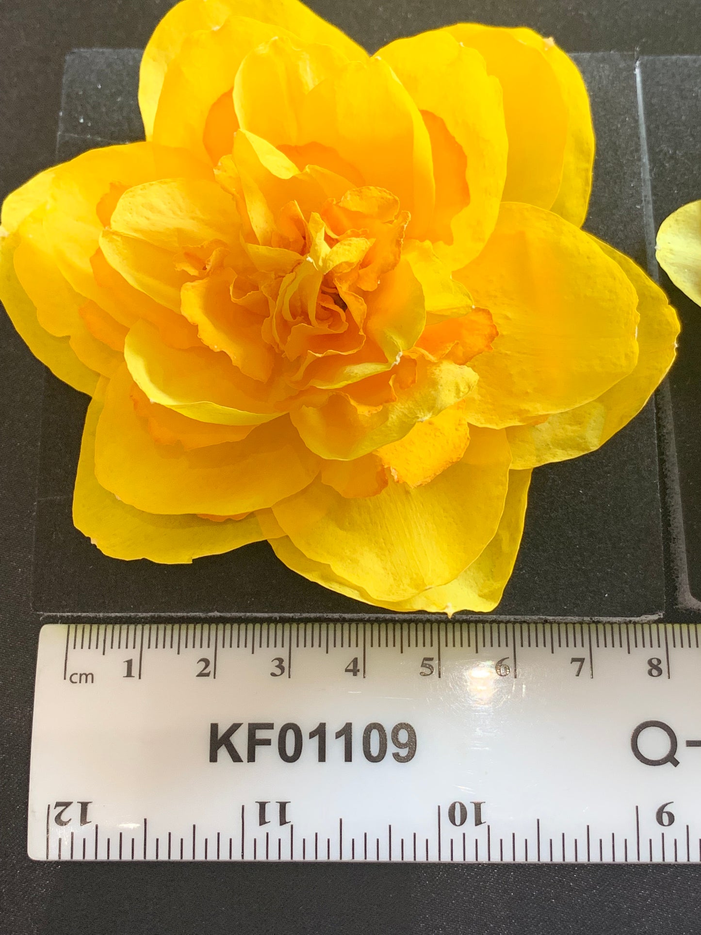 Double Daffodils - 2 Real Dried Double Daffodil Flowers